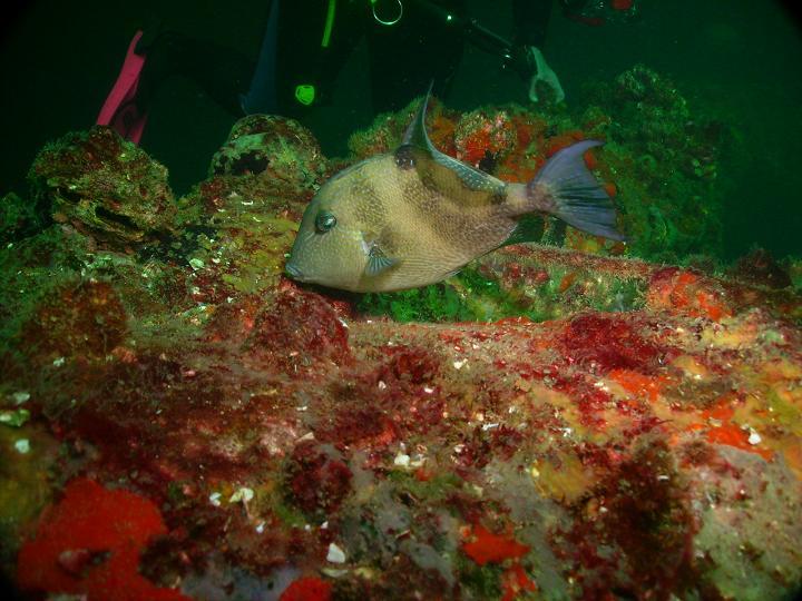 August 2010 - Rig Dive from Freeport