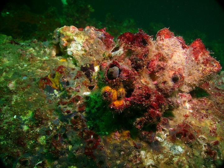 August 2010 - Rig Dive from Freeport