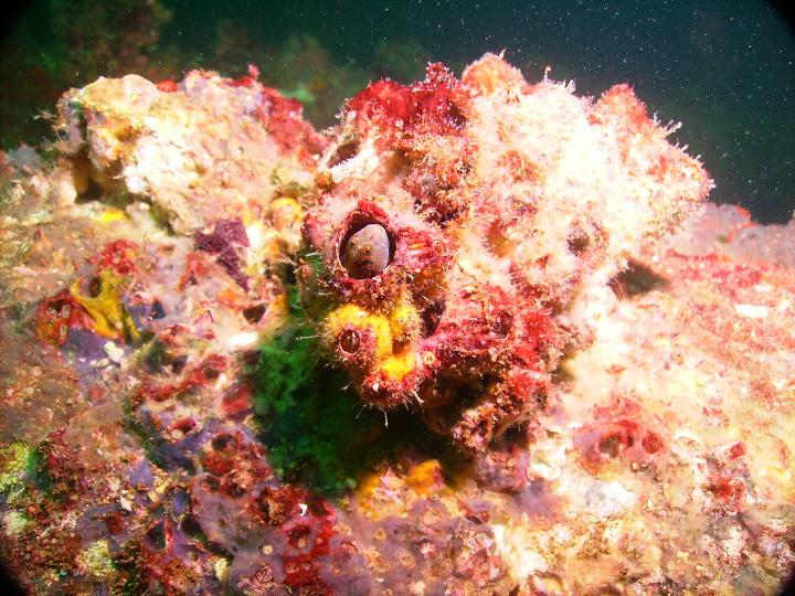 August 2010 - Rig Dive from Freeport