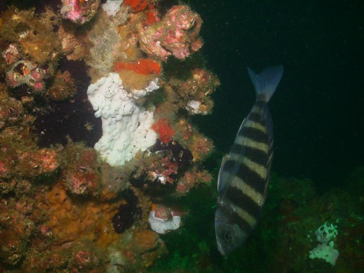 August 2010 - Rig Dive from Freeport