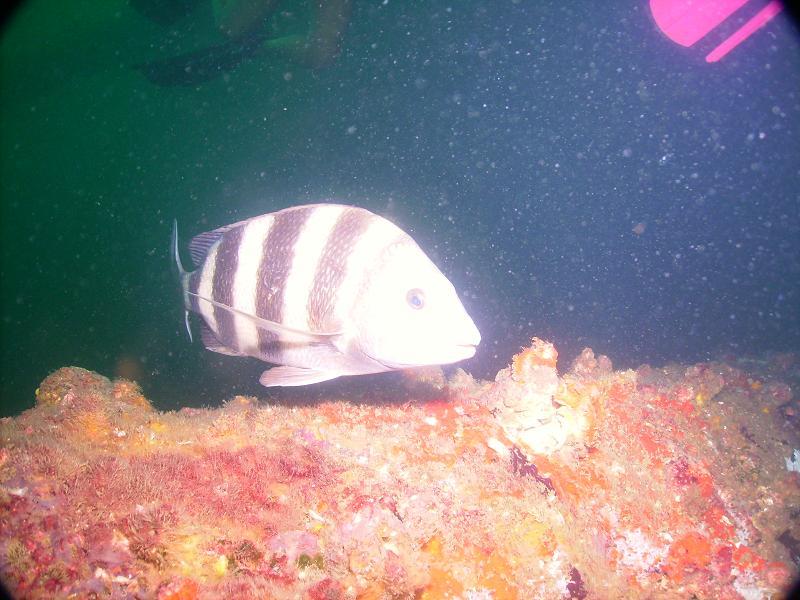 August 2010 - Rig Dive from Freeport