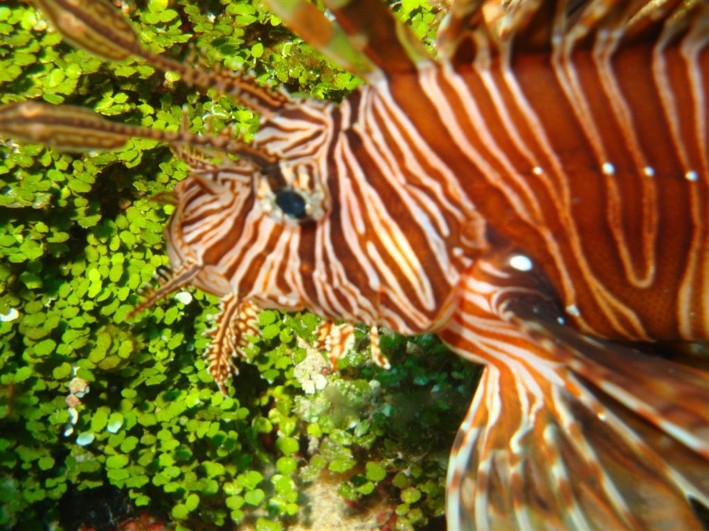 August - Joanne - On The Prowl