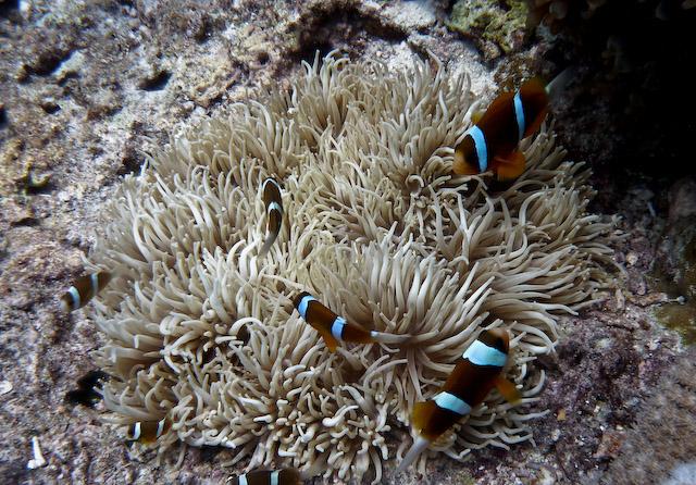 Australia 2010 Anomie Fish