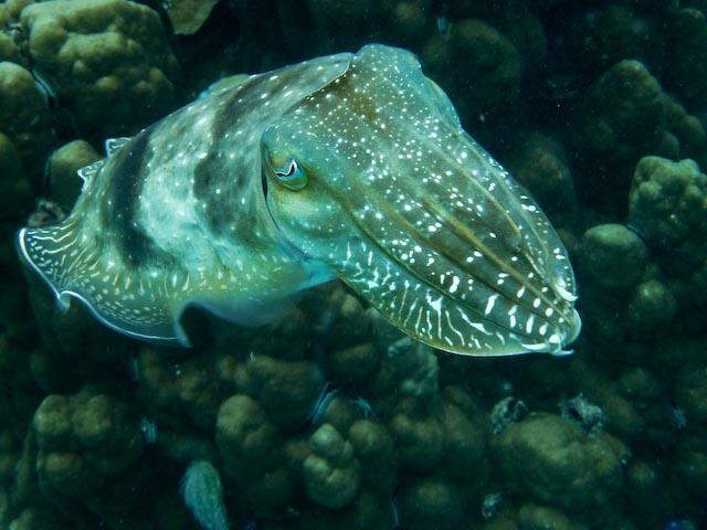 Australia 2010 Cuttle fish