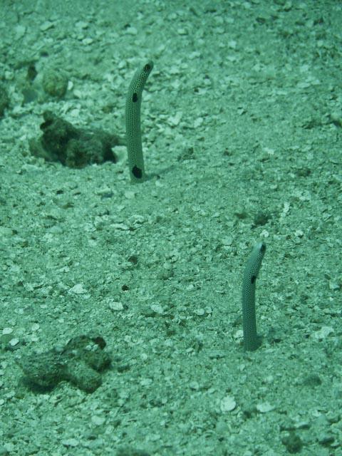 Australia 2010 Garden Eels