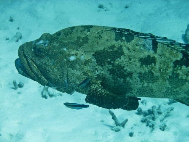 Australia 2010 Potato Cod