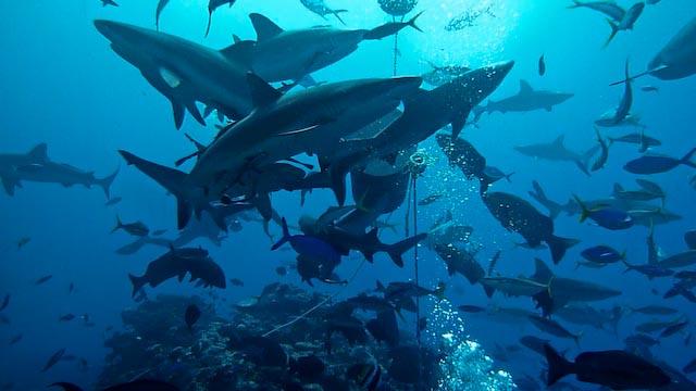 Australia 2010 Shark feed dive