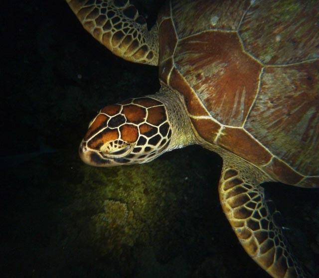 Australia 2010 Turtle 1