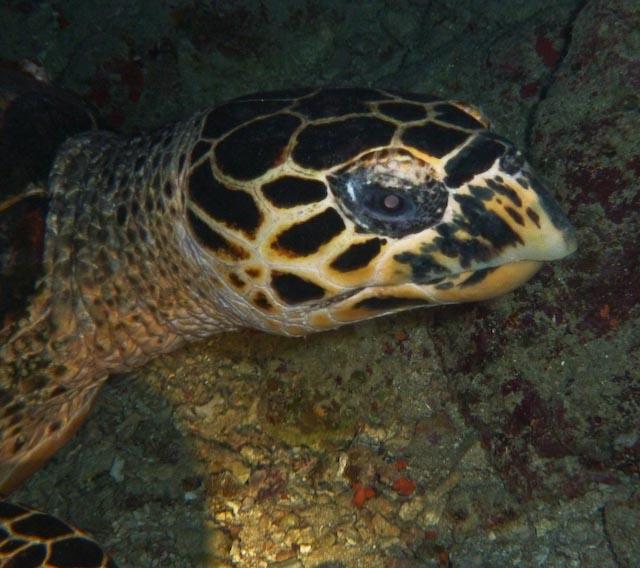 Australia 2010 Turtle 2