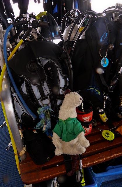 Australia 2010 Wet is ready to dive