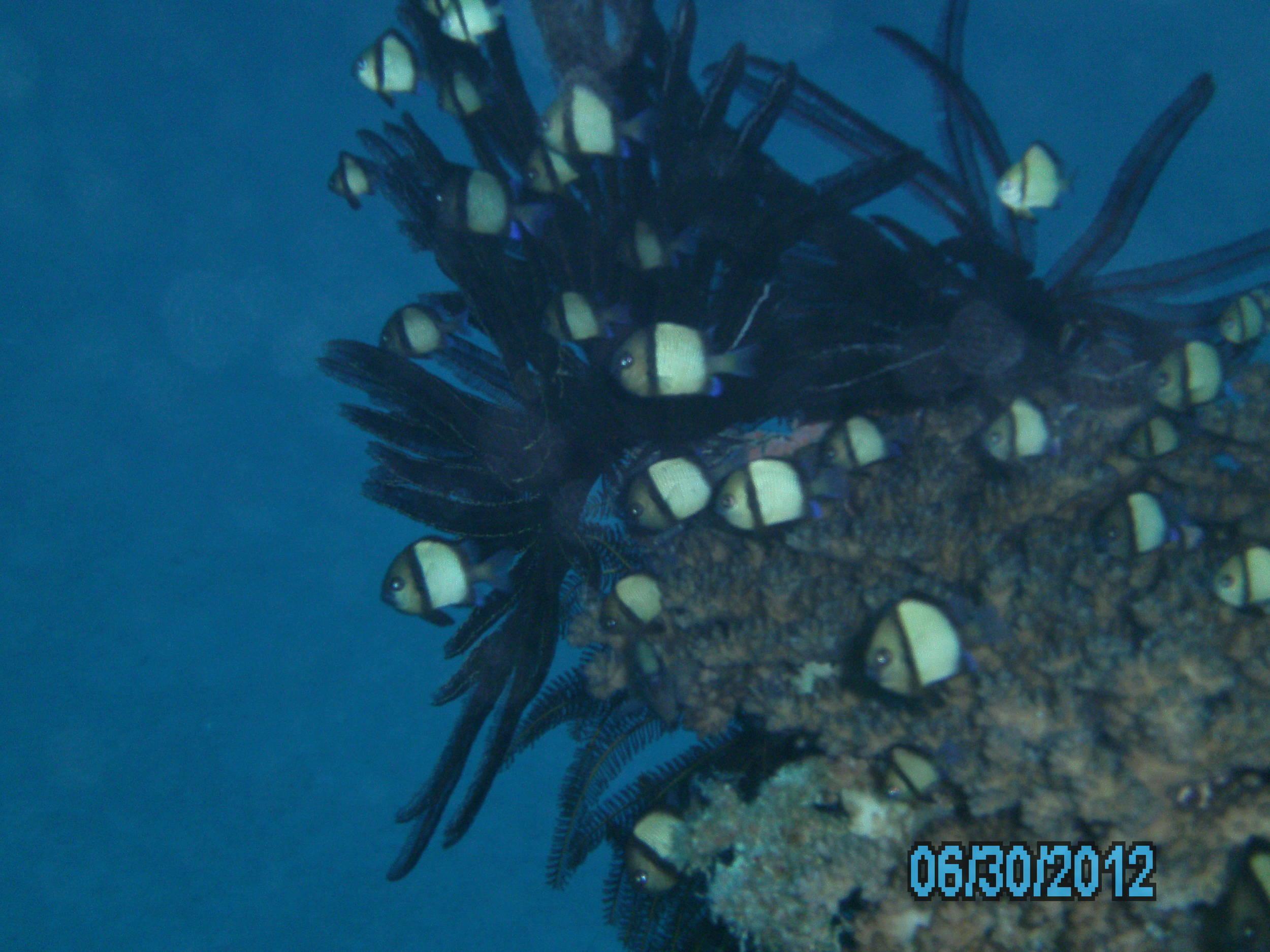 Australia_Underwater_2012_005