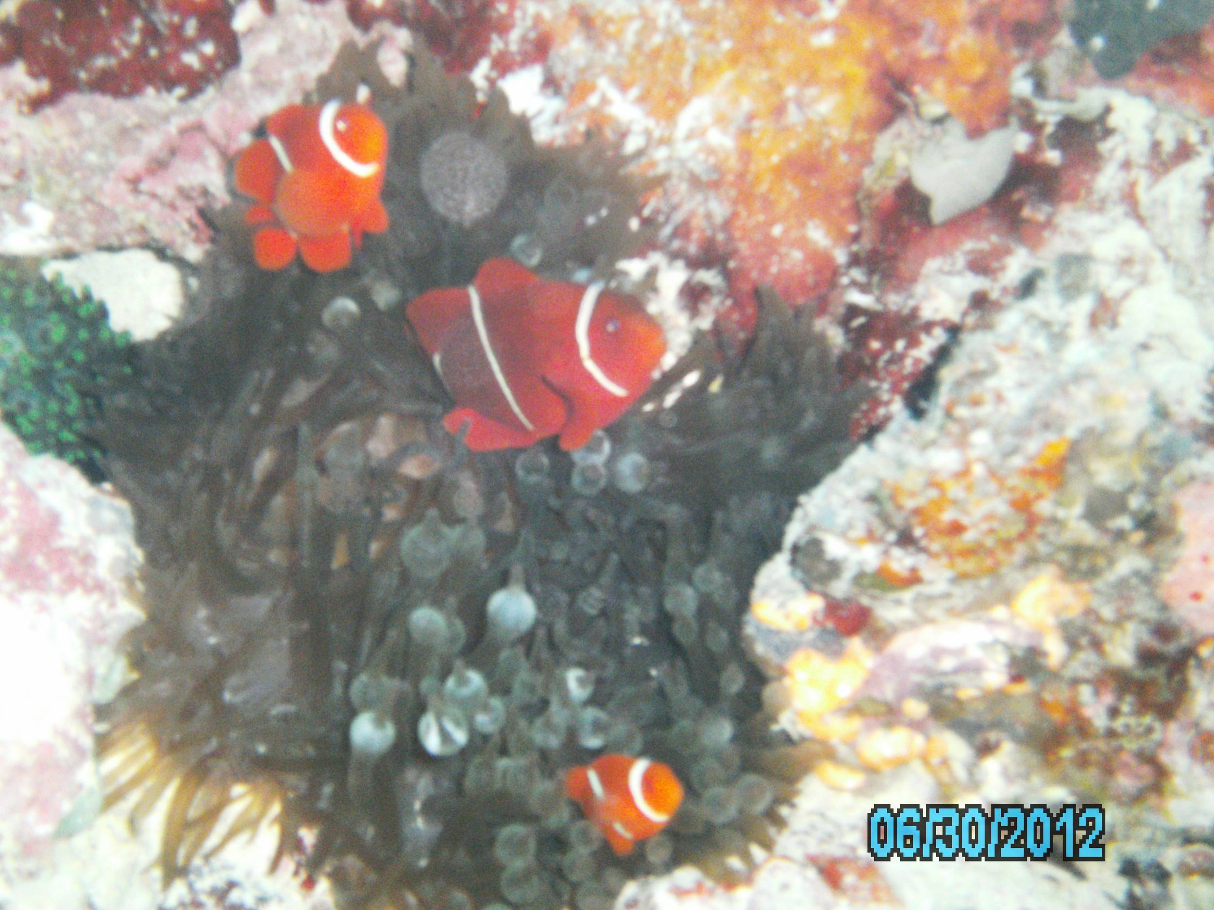 Australia_Underwater_2012_007