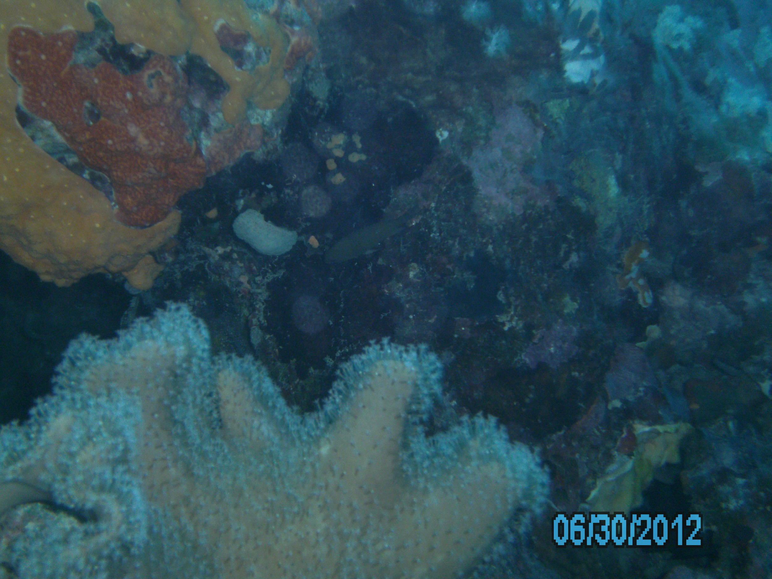 Australia_Underwater_2012_011