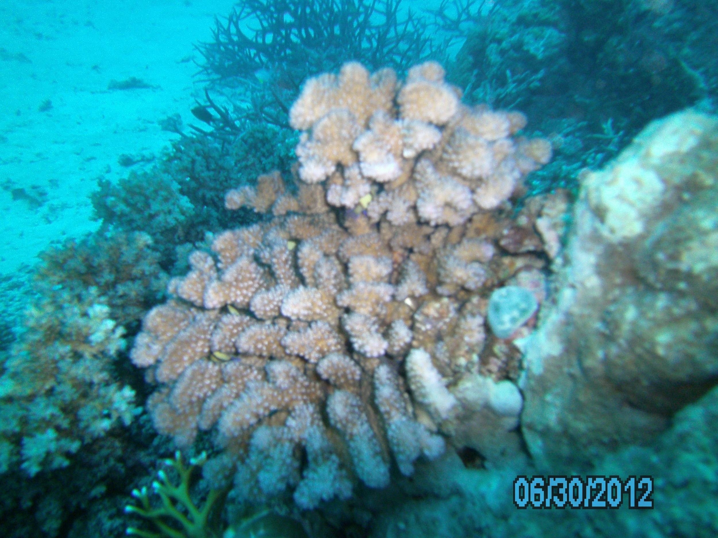 Australia_Underwater_2012_039