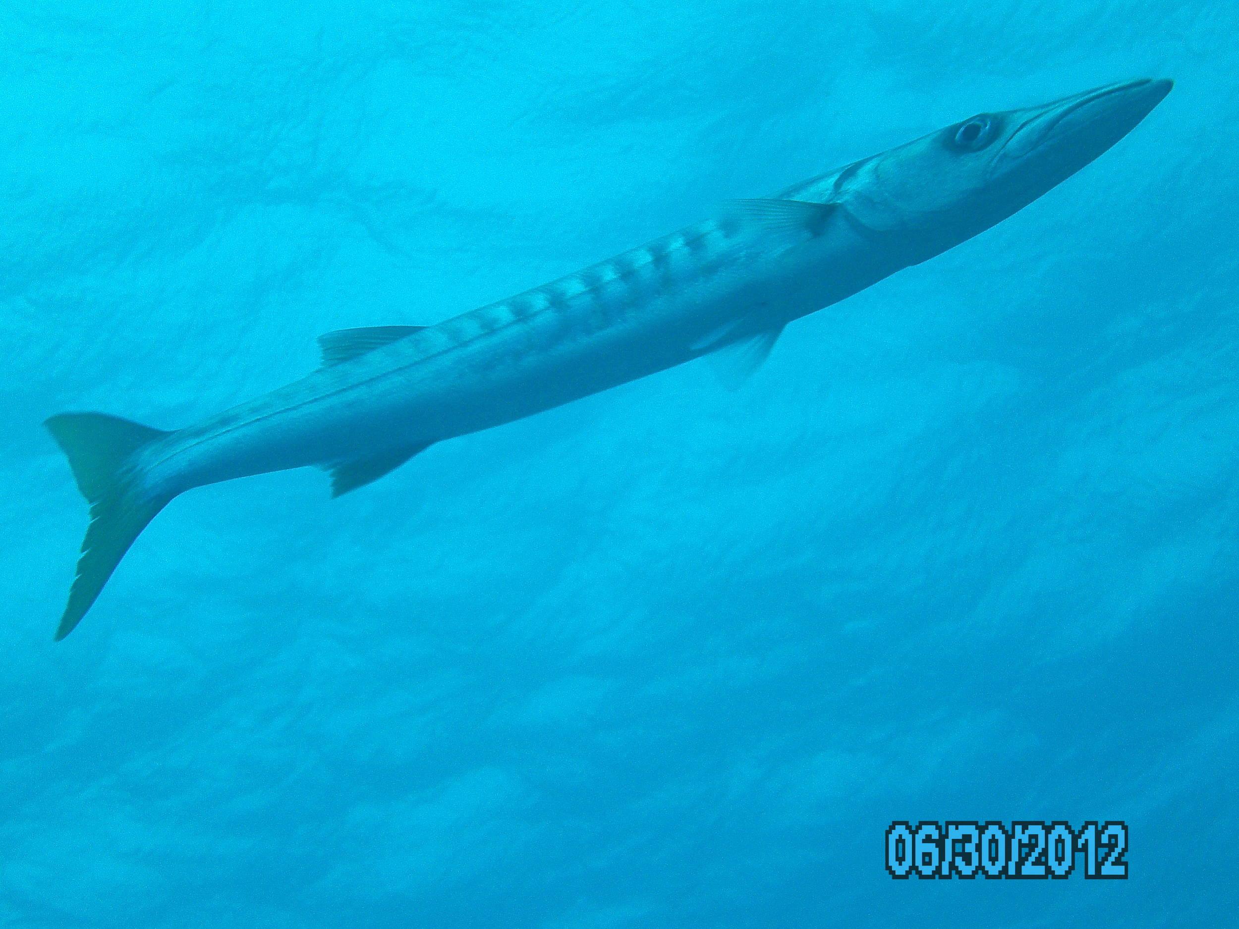 Australia_Underwater_2012_044