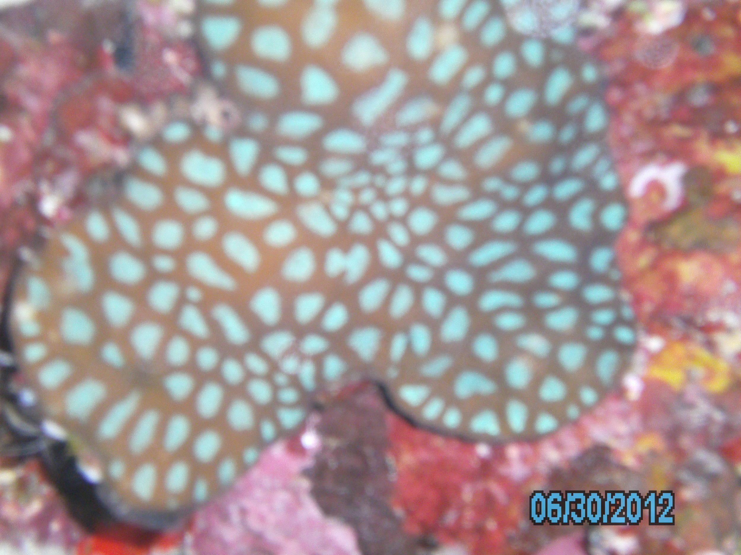 Australia_Underwater_2012_045