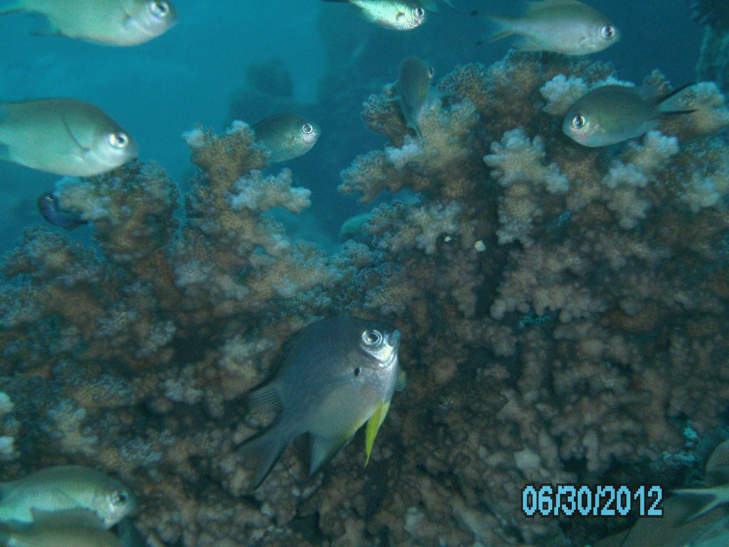 Australia_Underwater_2012_049