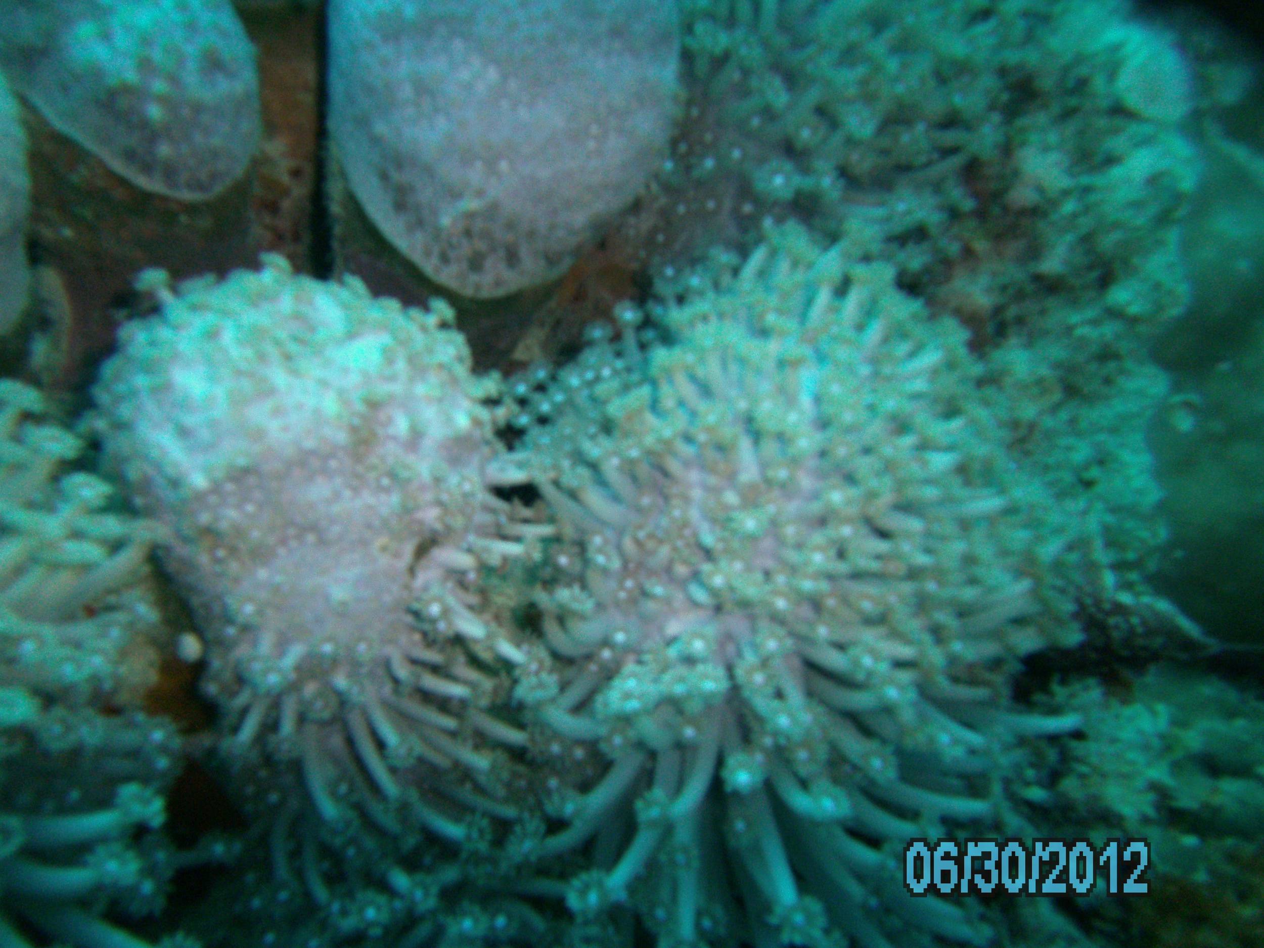 Australia_Underwater_2012_051