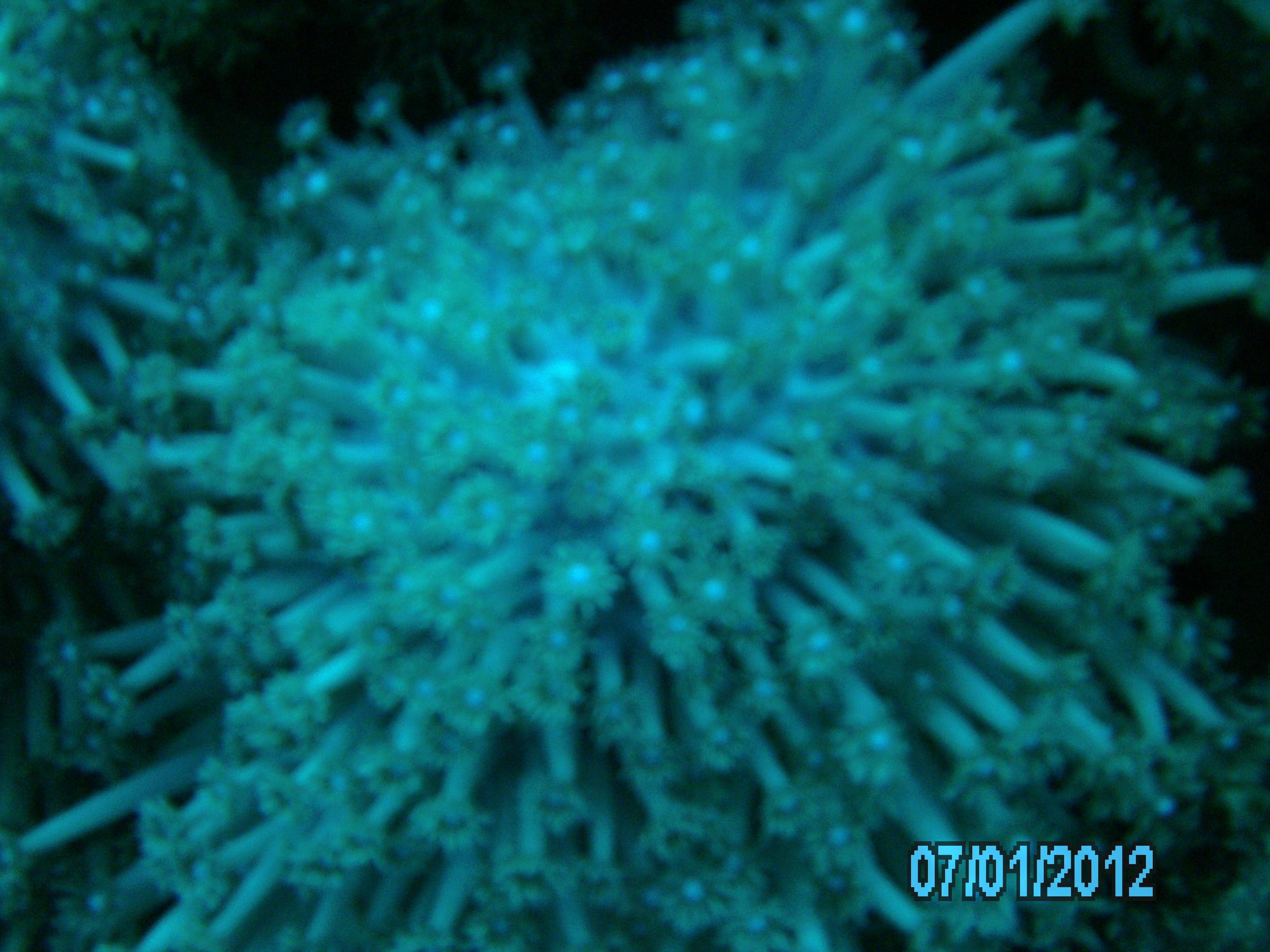 Australia_Underwater_2012_057