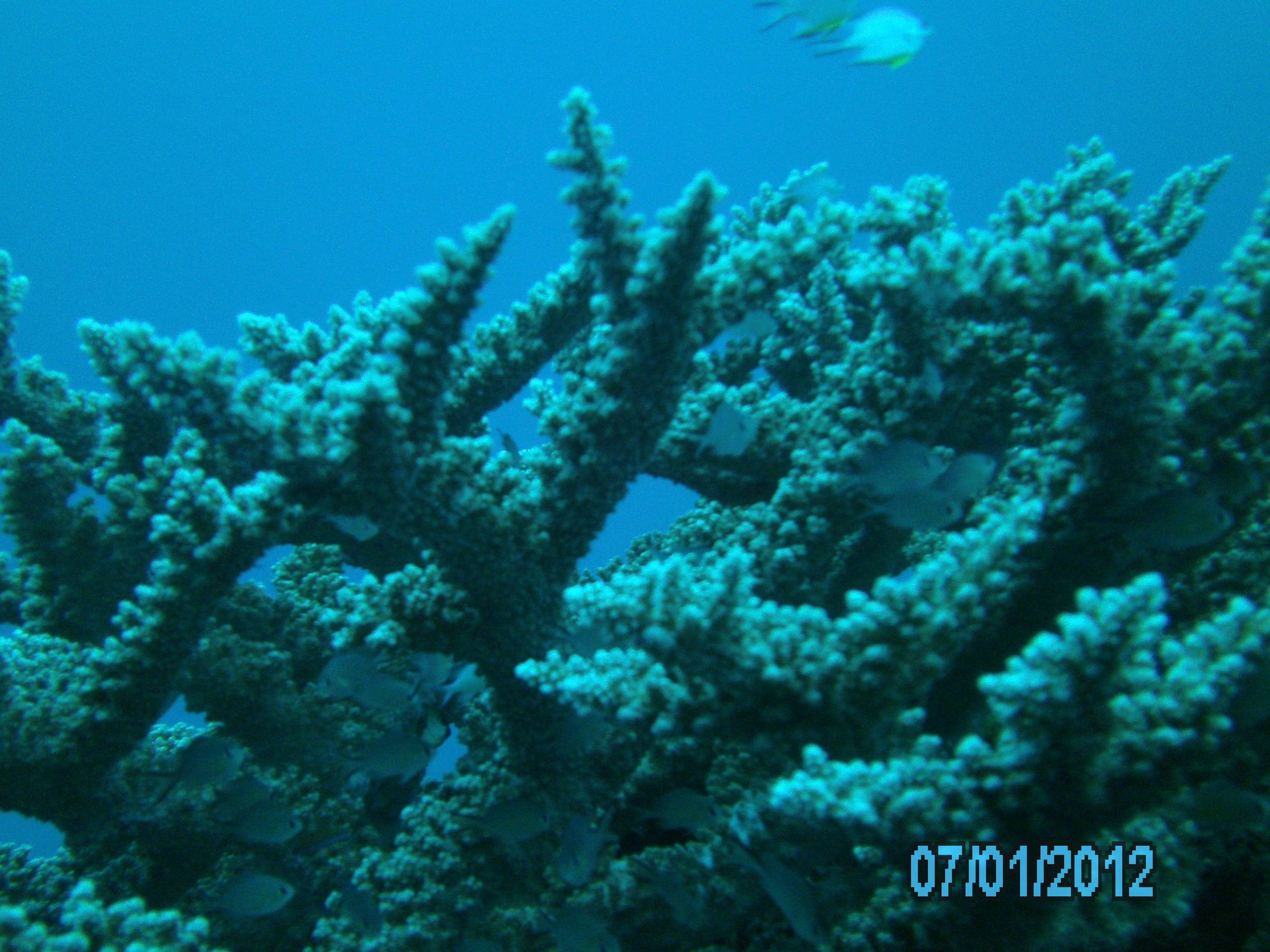 Australia_Underwater_2012_060