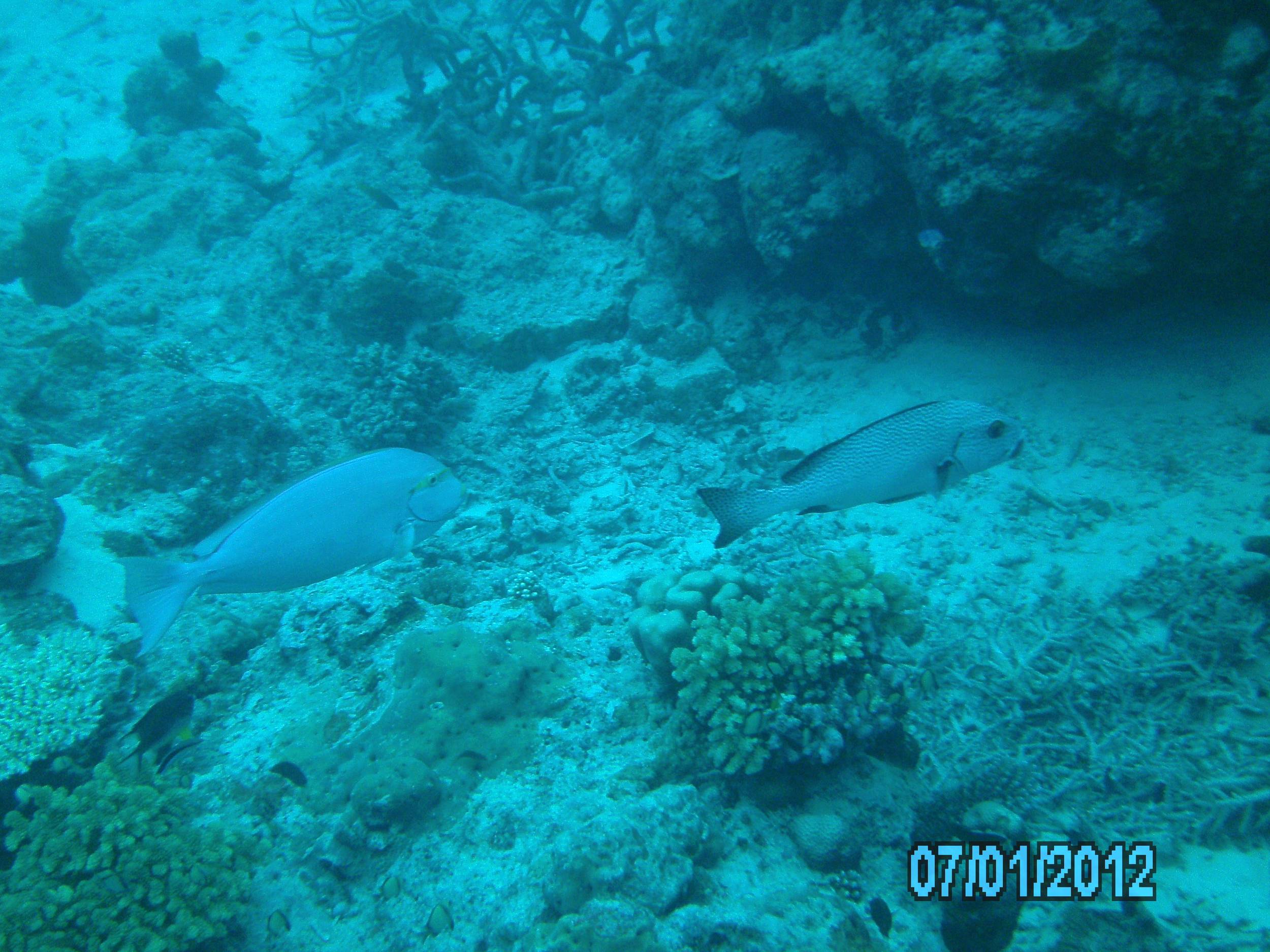 Australia_Underwater_2012_063