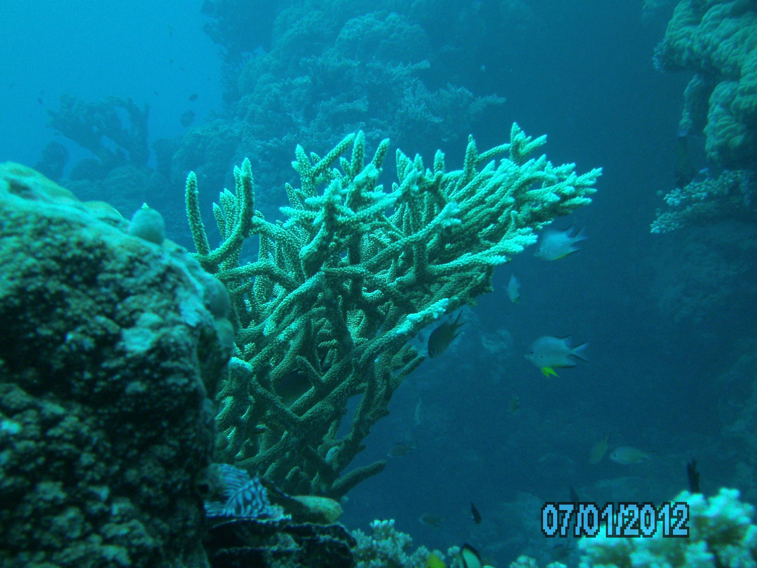 Australia_Underwater_2012_065