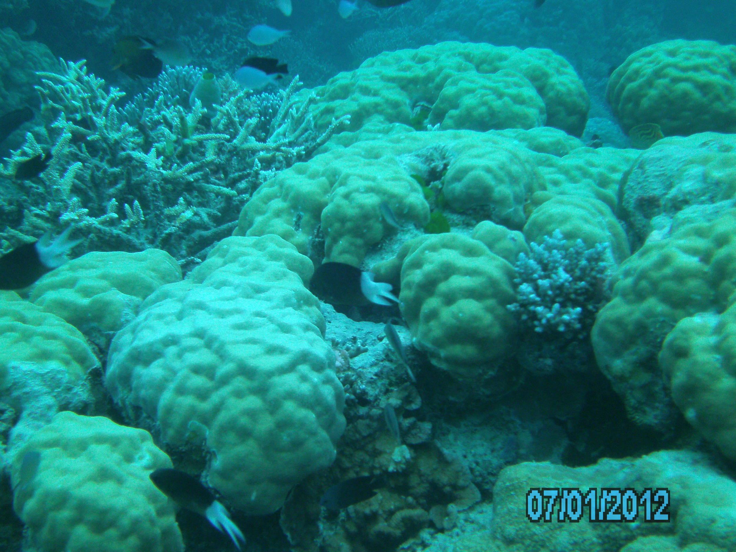 Australia_Underwater_2012_066