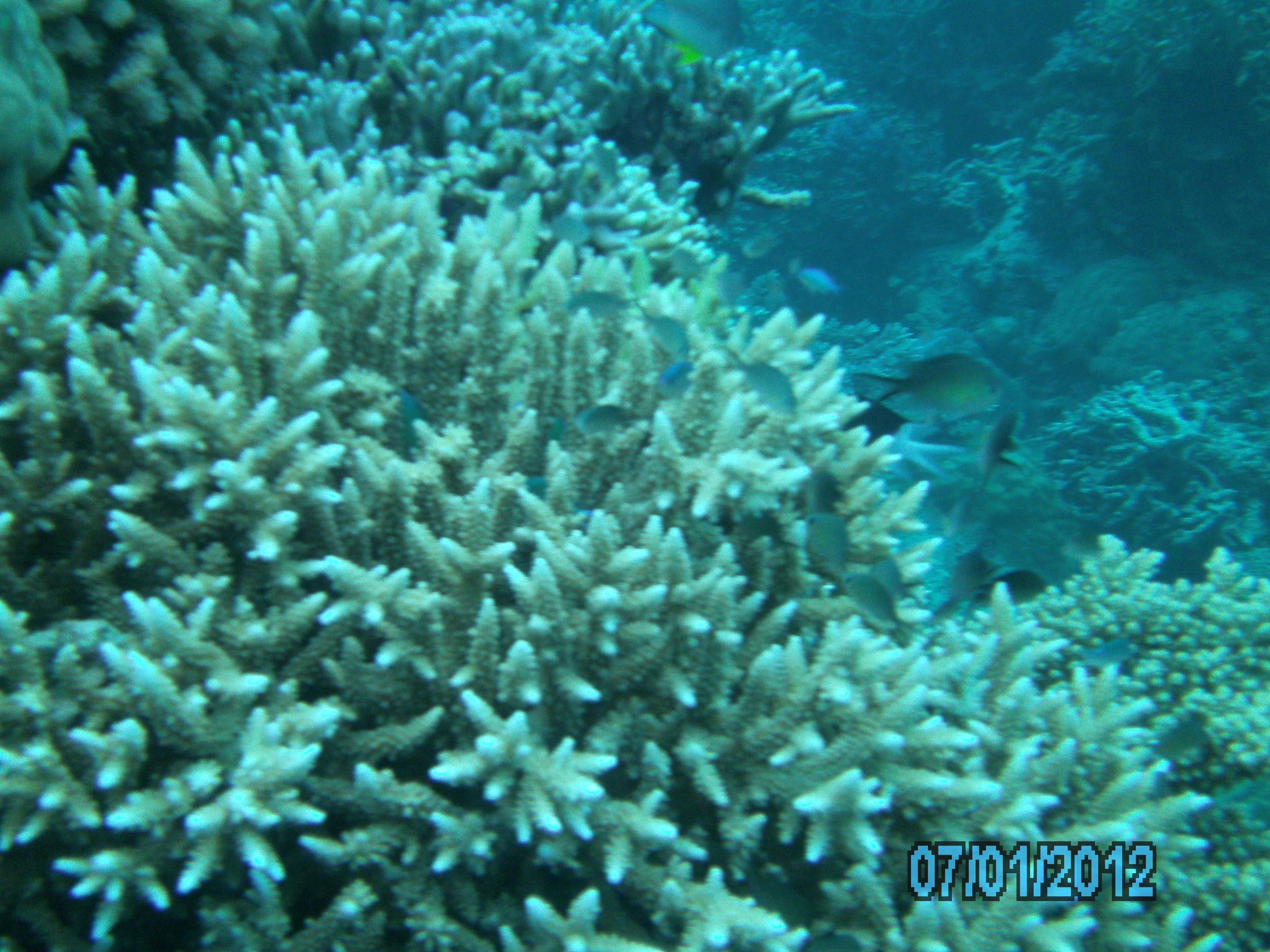 Australia_Underwater_2012_075
