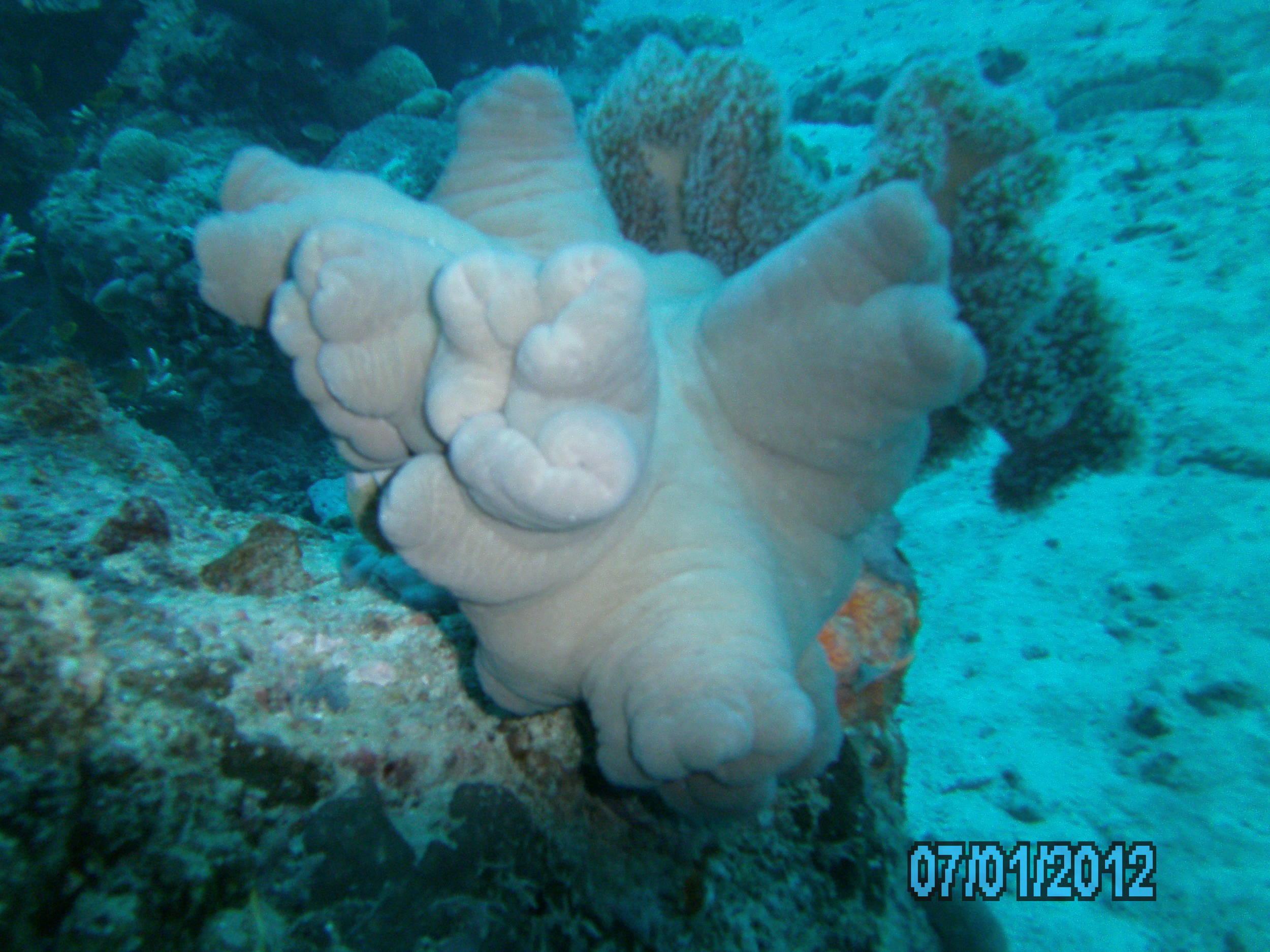 Australia_Underwater_2012_084