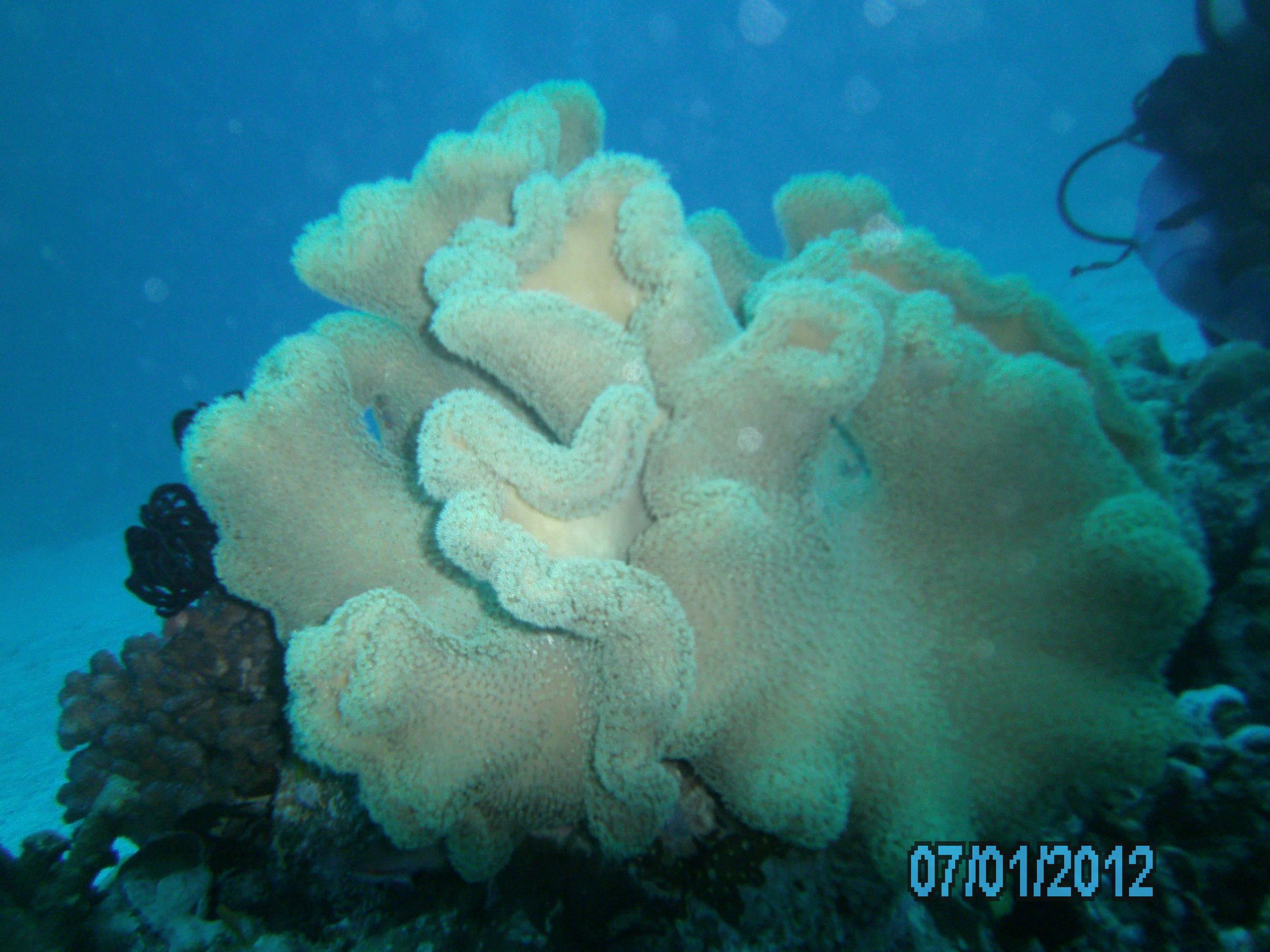 Australia_Underwater_2012_085