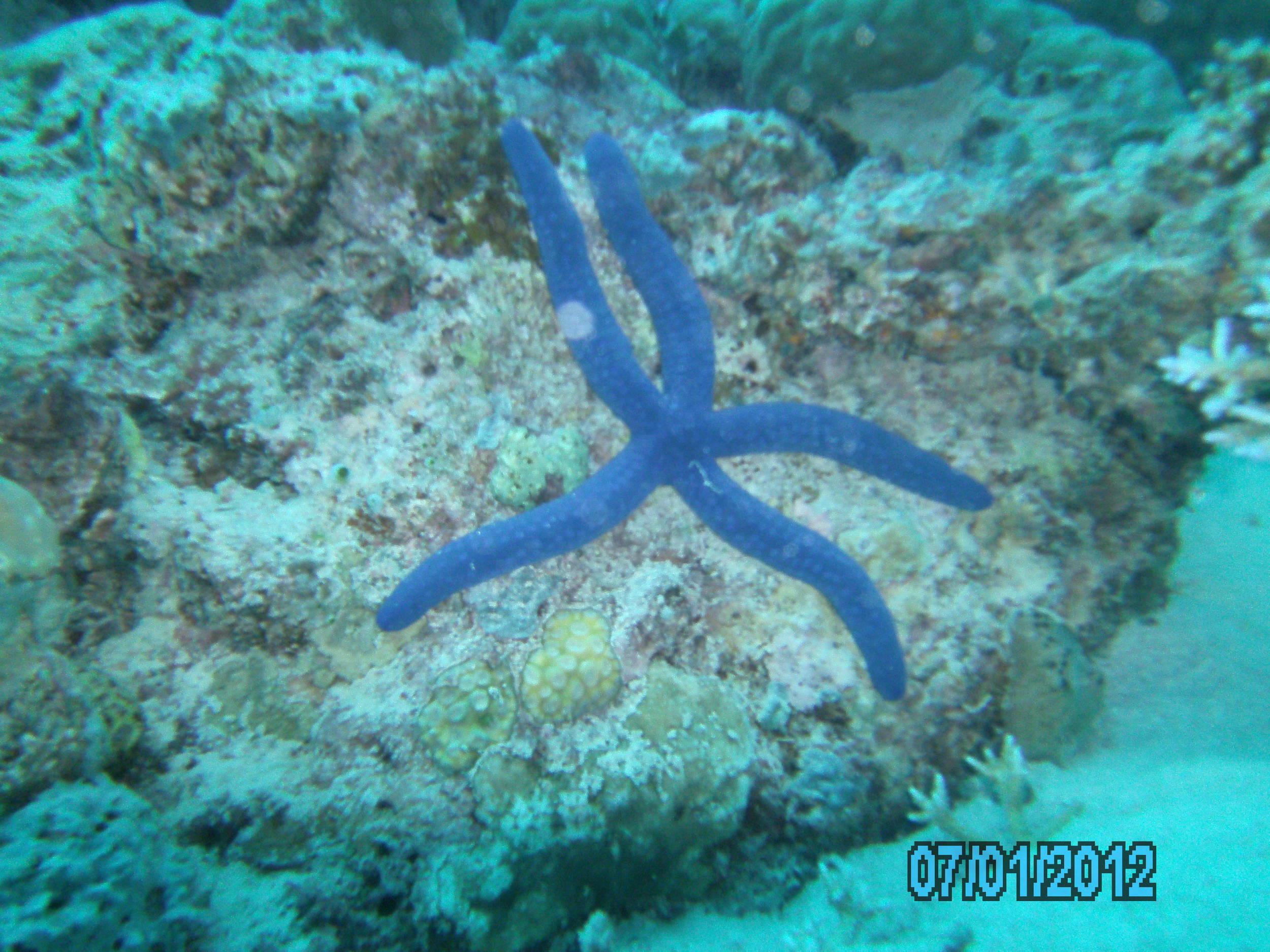 Australia_Underwater_2012_102