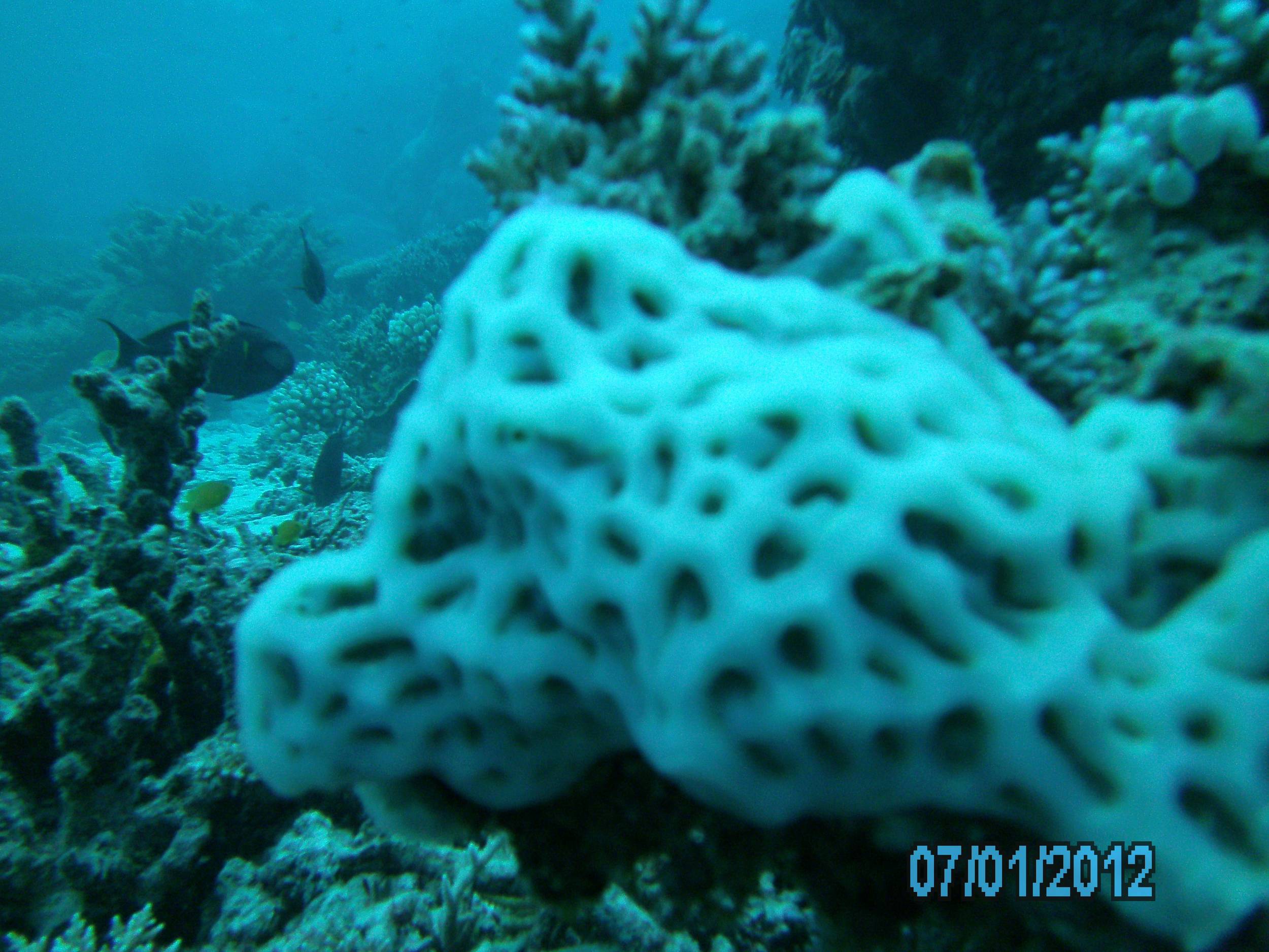 Australia_Underwater_2012_104