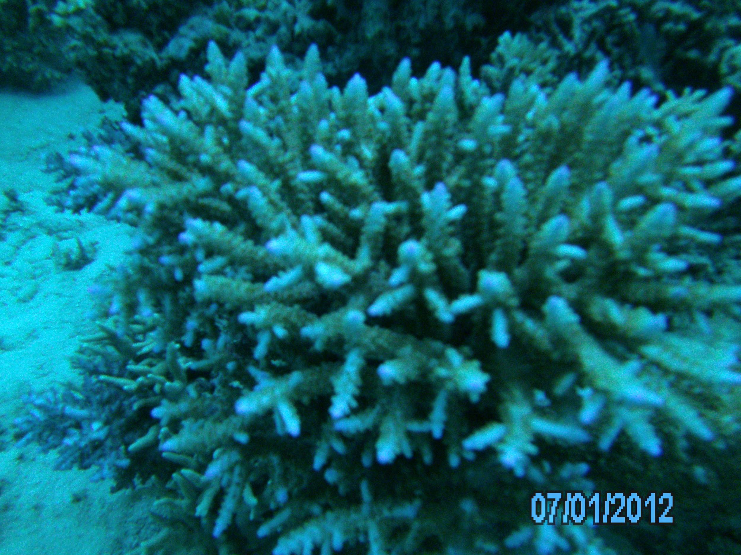 Australia_Underwater_2012_108