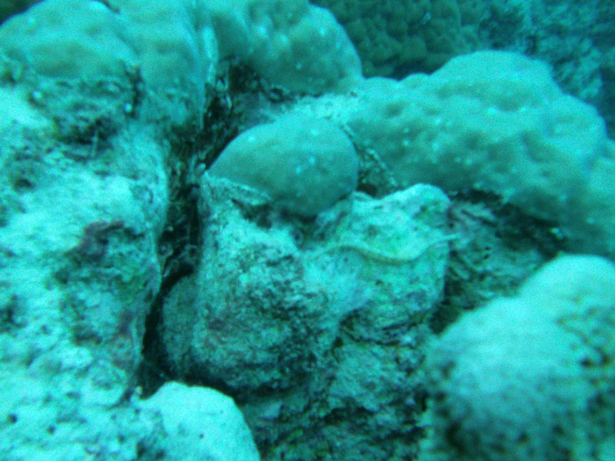 Australia_Underwater_2012_109