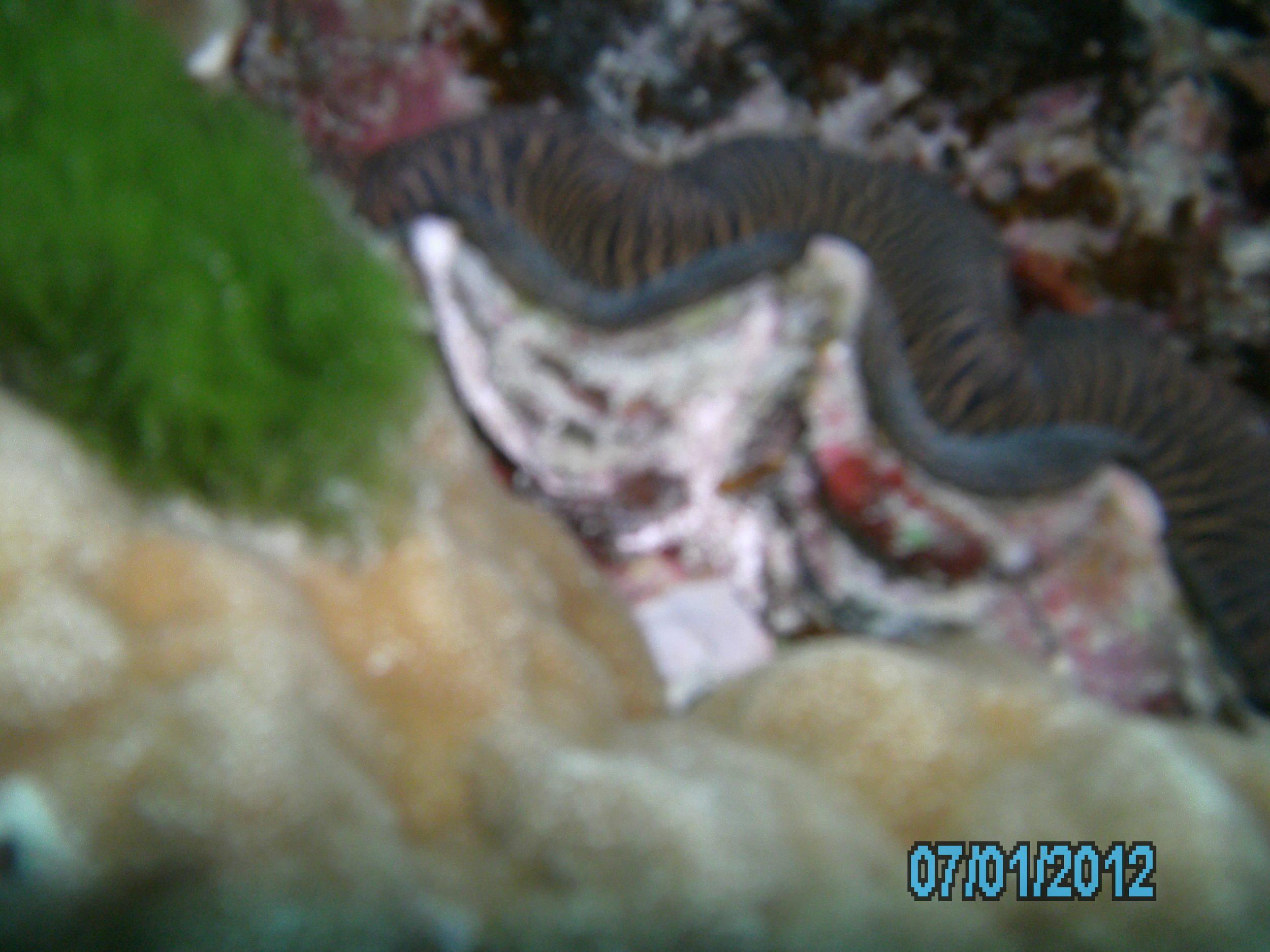 Australia_Underwater_2012_118