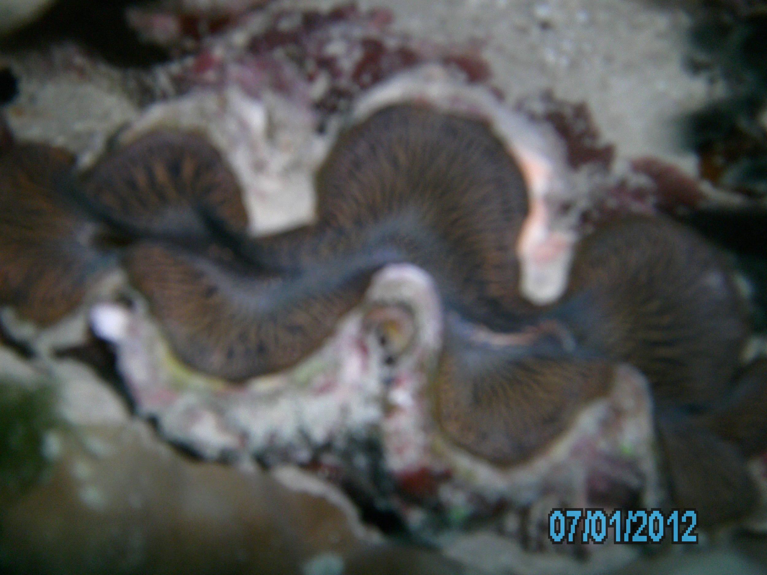 Australia_Underwater_2012_119