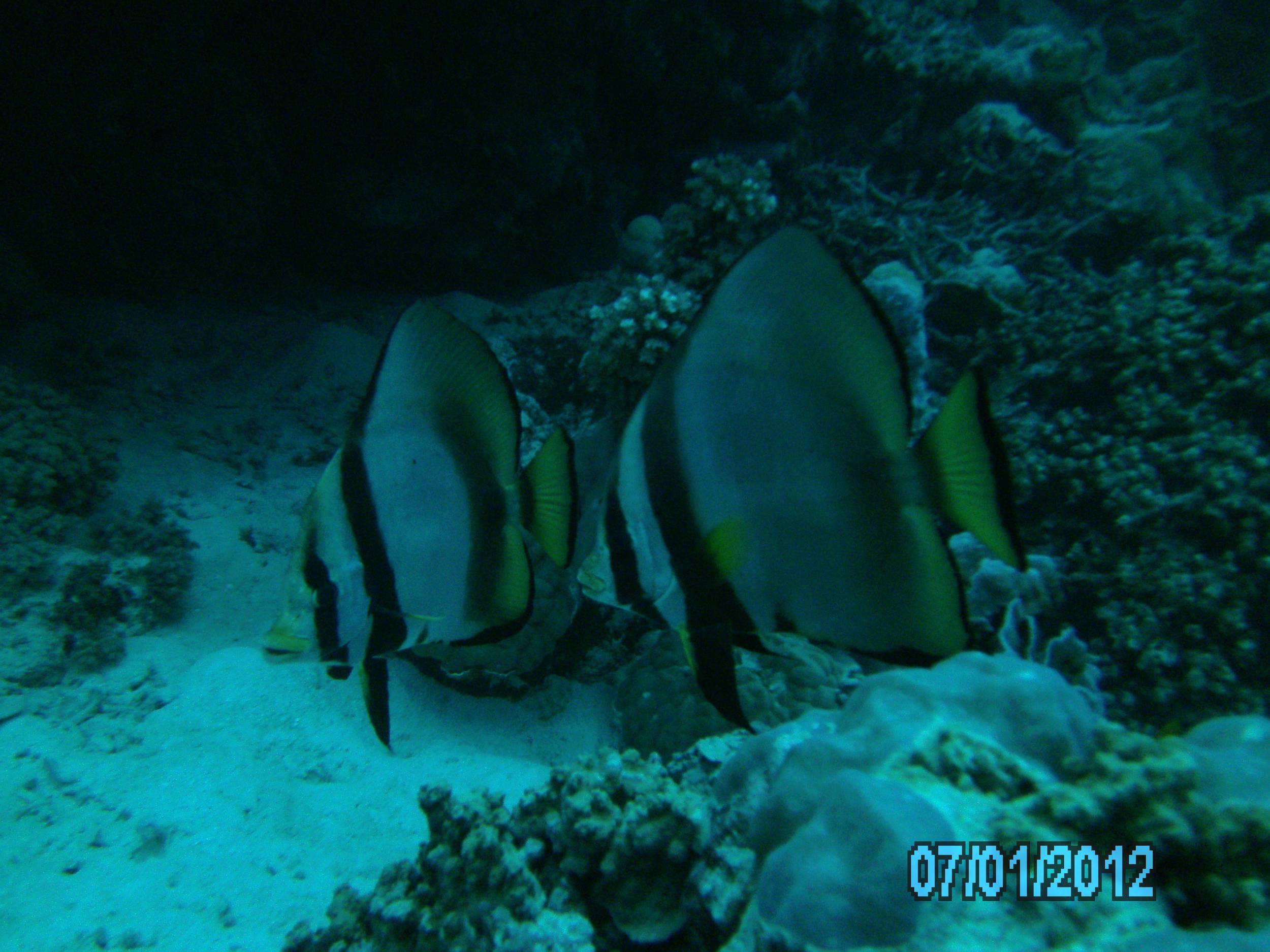 Australia_Underwater_2012_154