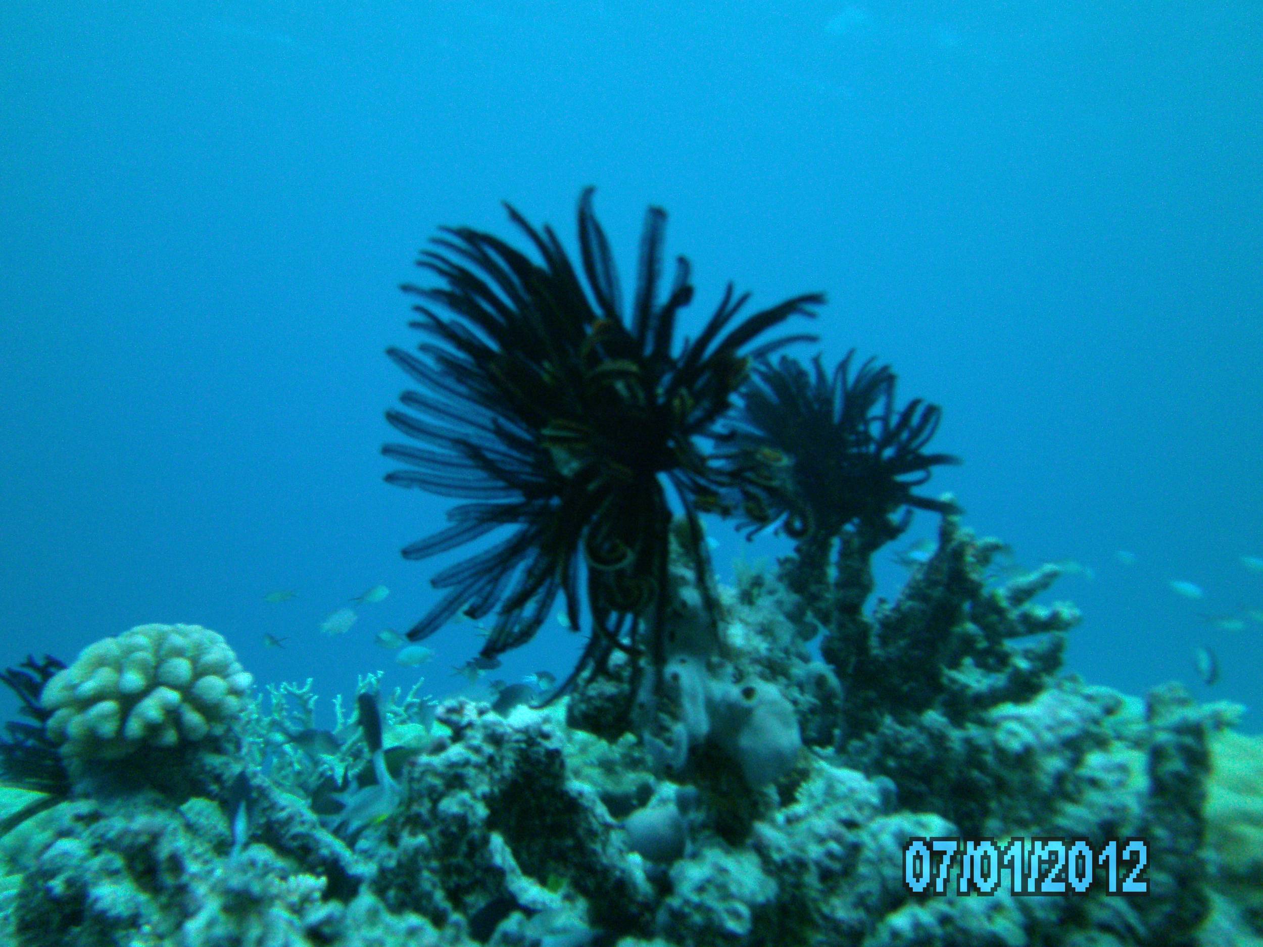 Australia_Underwater_2012_159