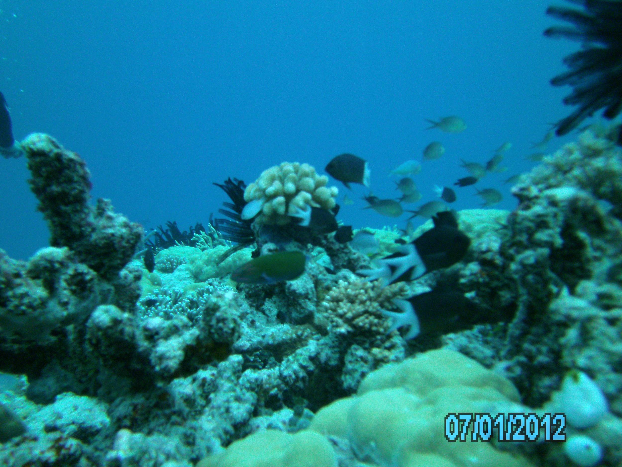 Australia_Underwater_2012_160