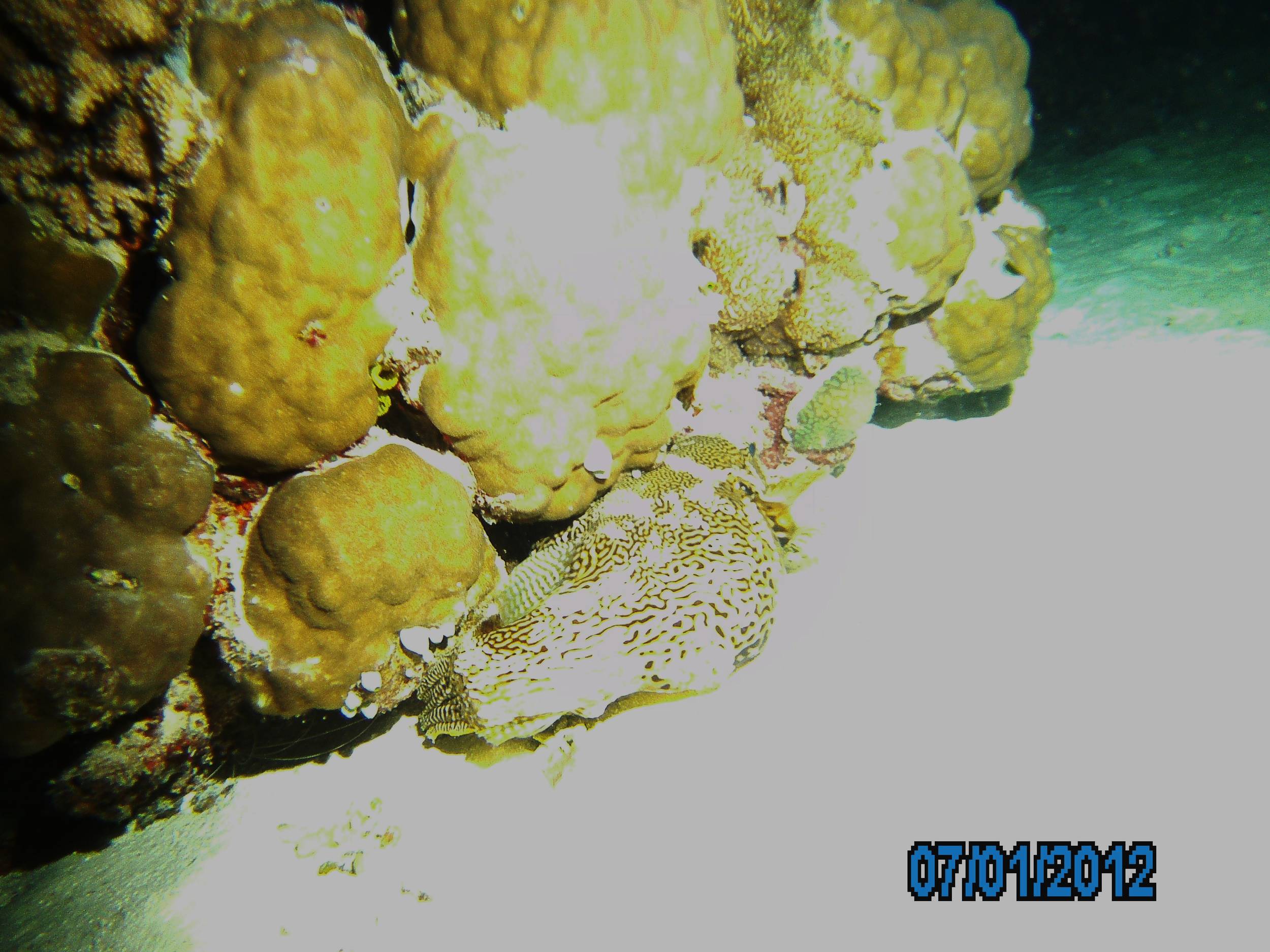 Australia_Underwater_2012_165