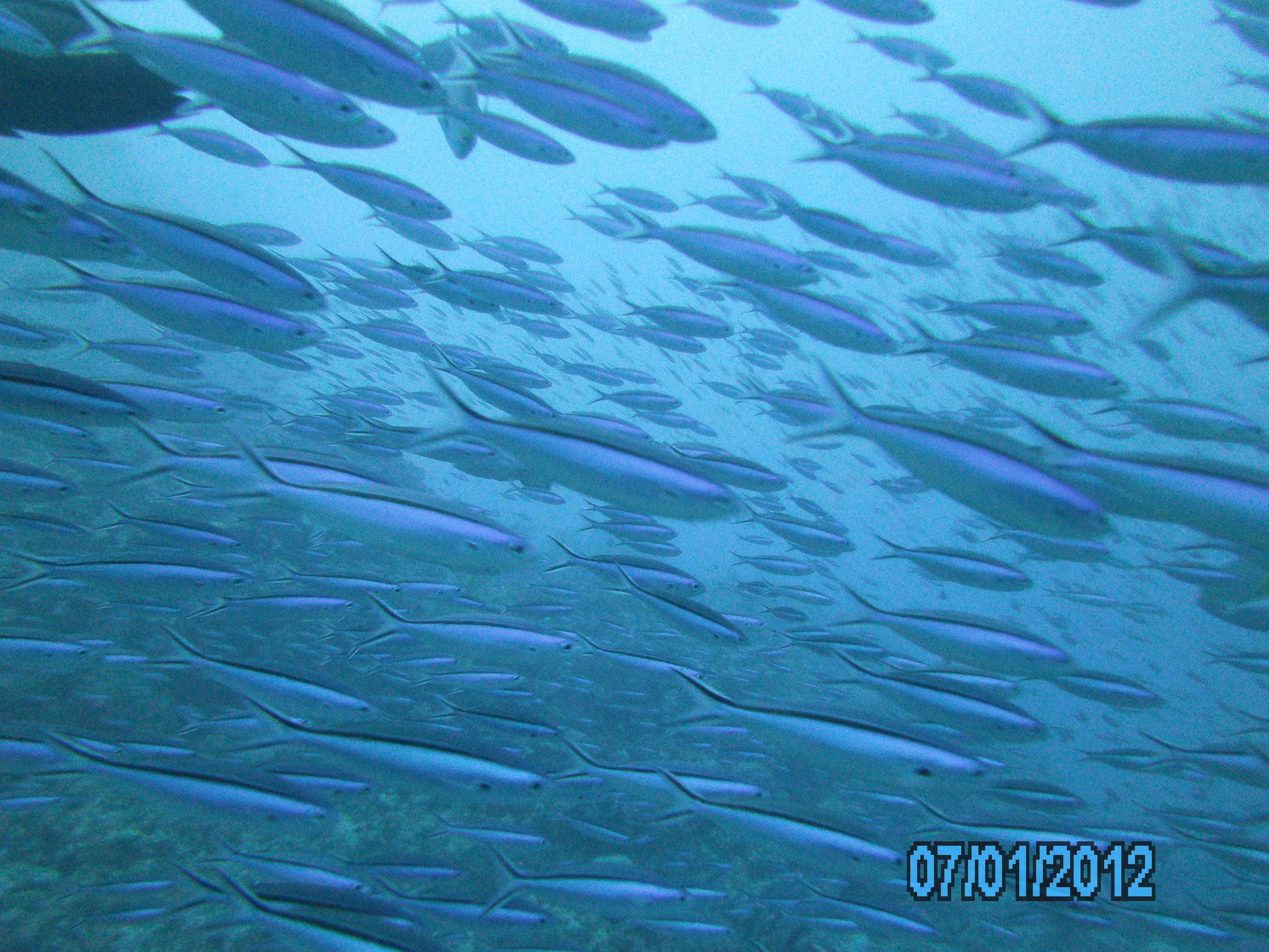 Australia_Underwater_2012_188