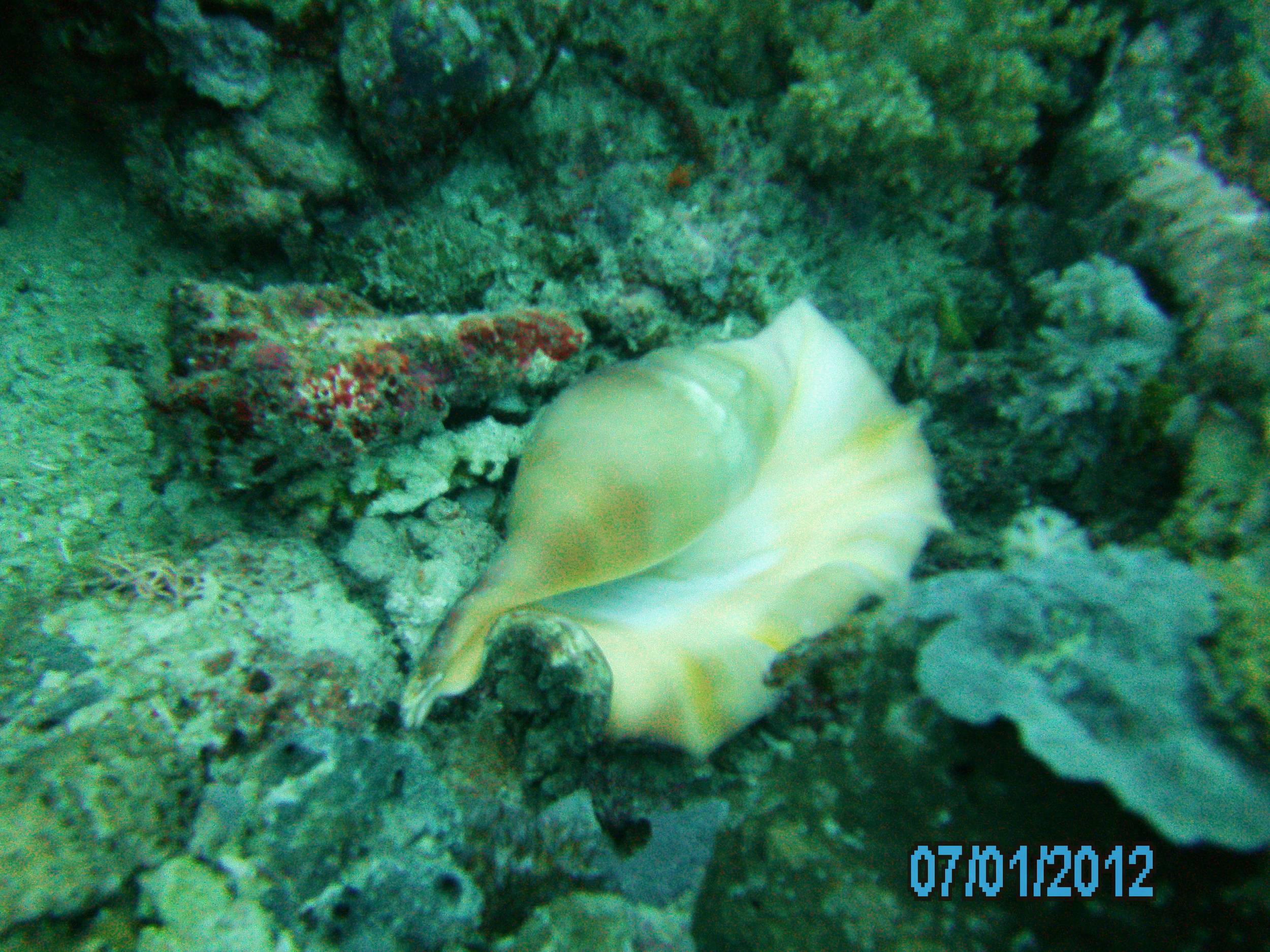 Australia_Underwater_2012_199