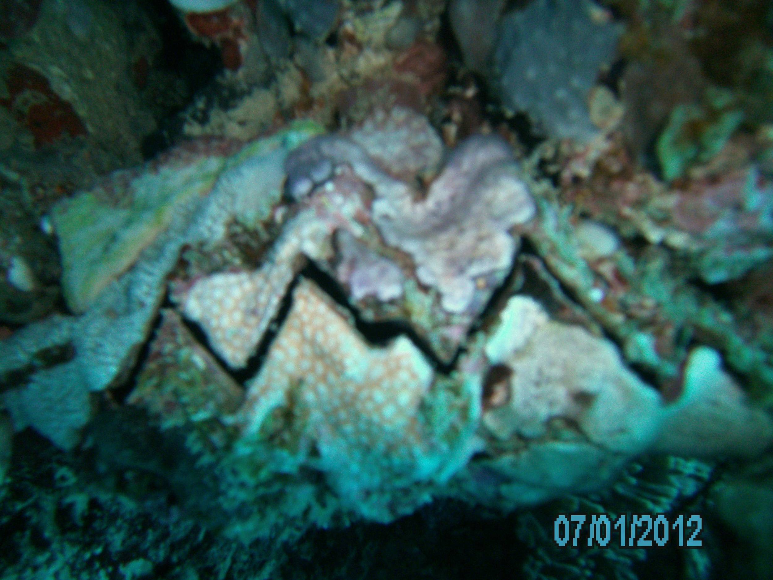 Australia_Underwater_2012_207