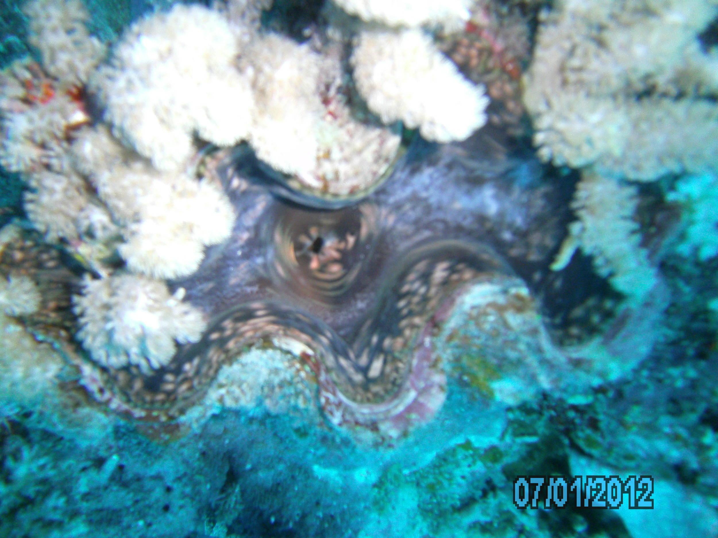 Australia_Underwater_2012_221