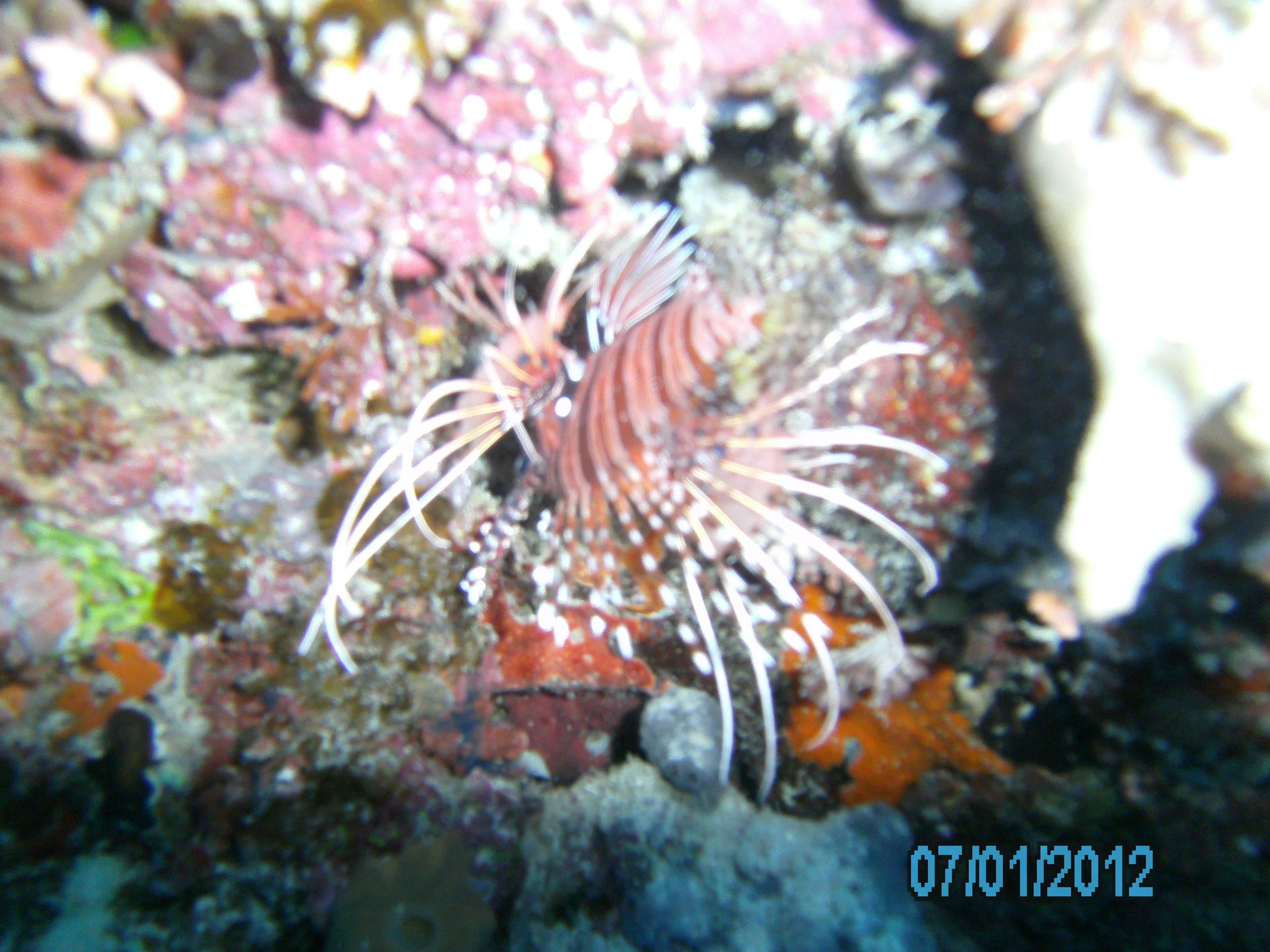 Australia_Underwater_2012_229