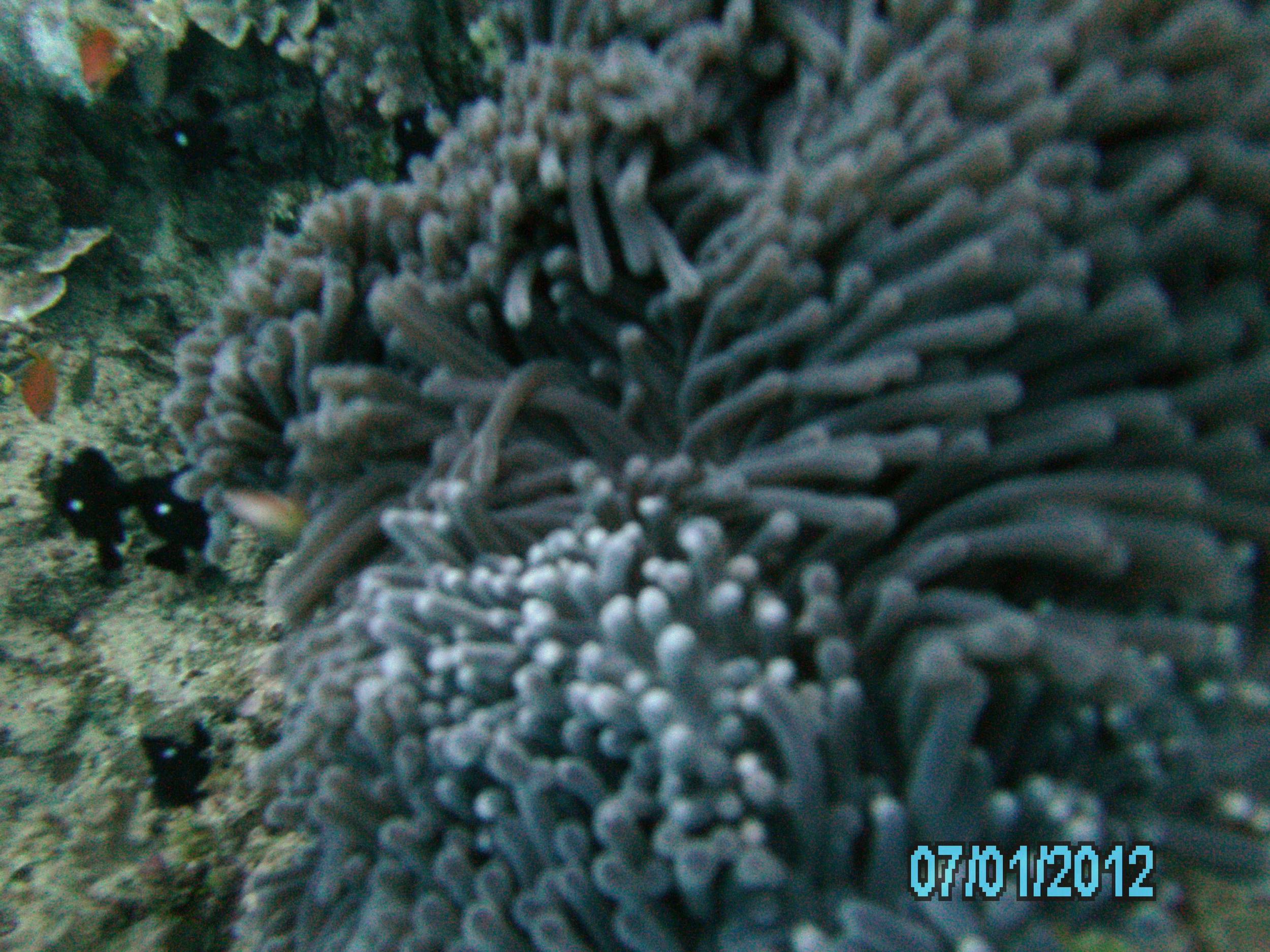 Australia_Underwater_2012_230