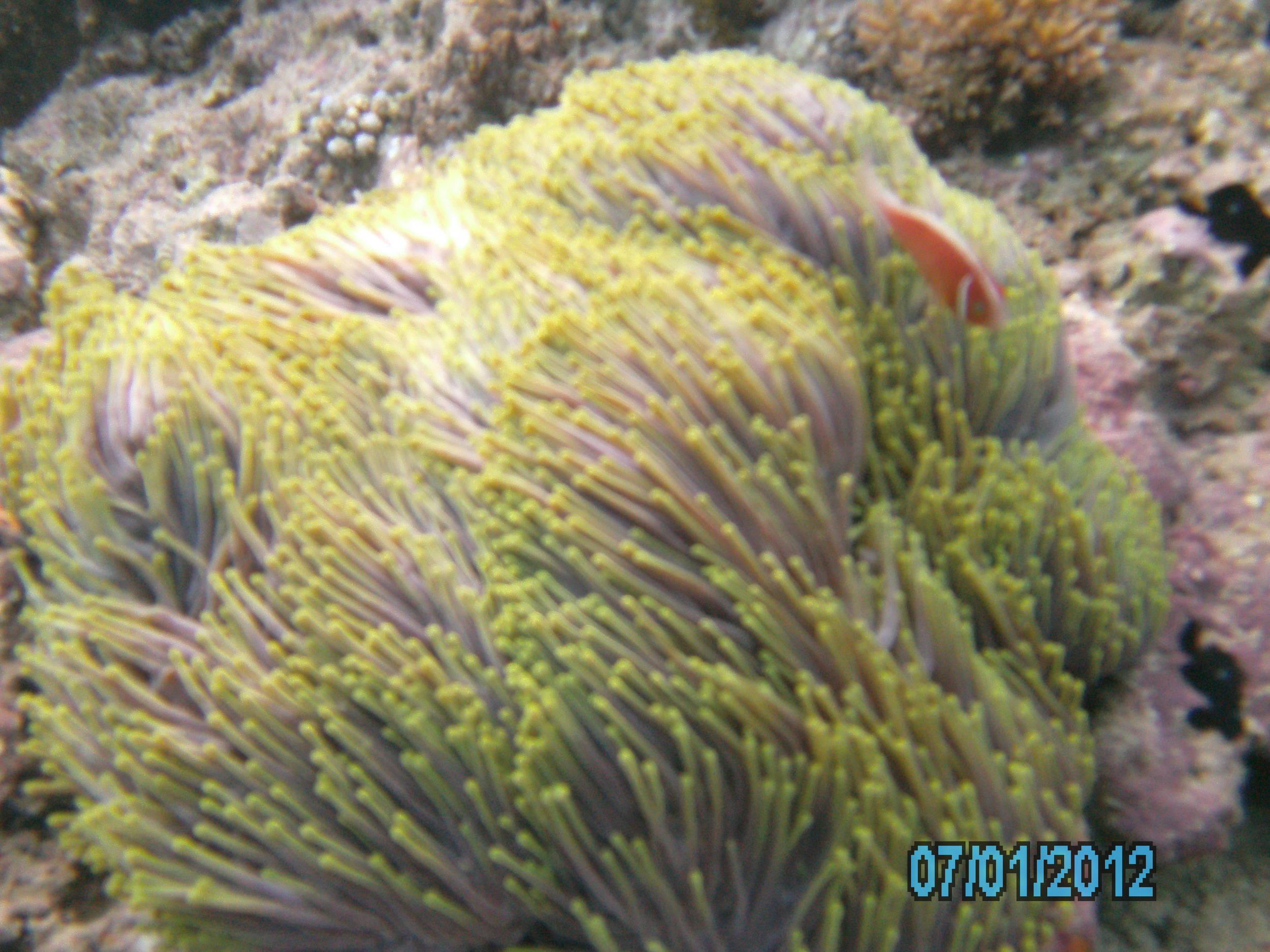 Australia_Underwater_2012_231