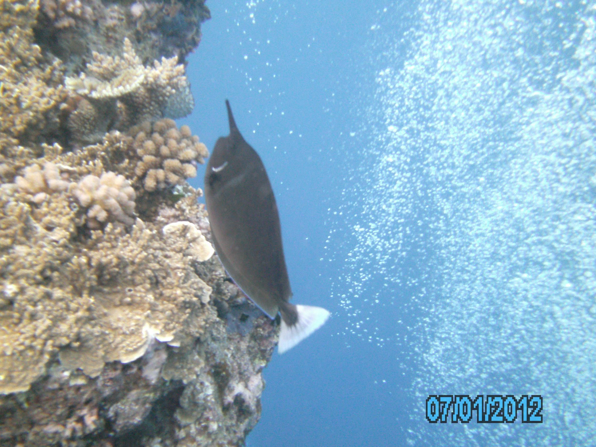 Australia_Underwater_2012_232