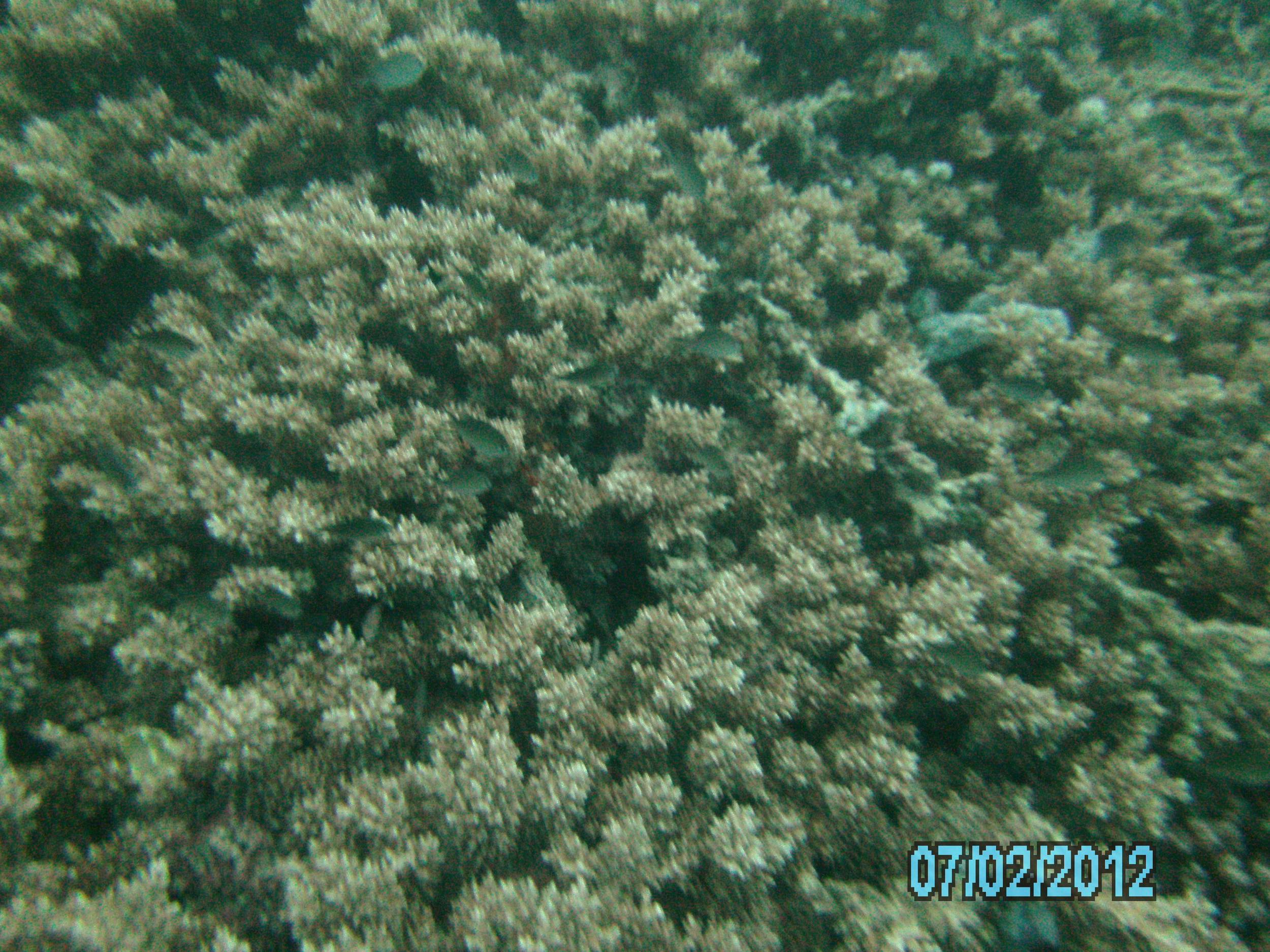 Australia_Underwater_2012_265