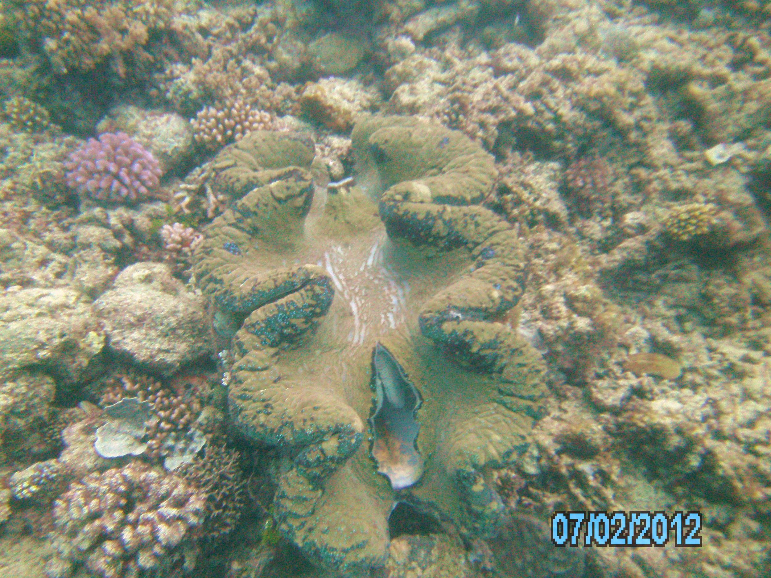 Australia_Underwater_2012_267